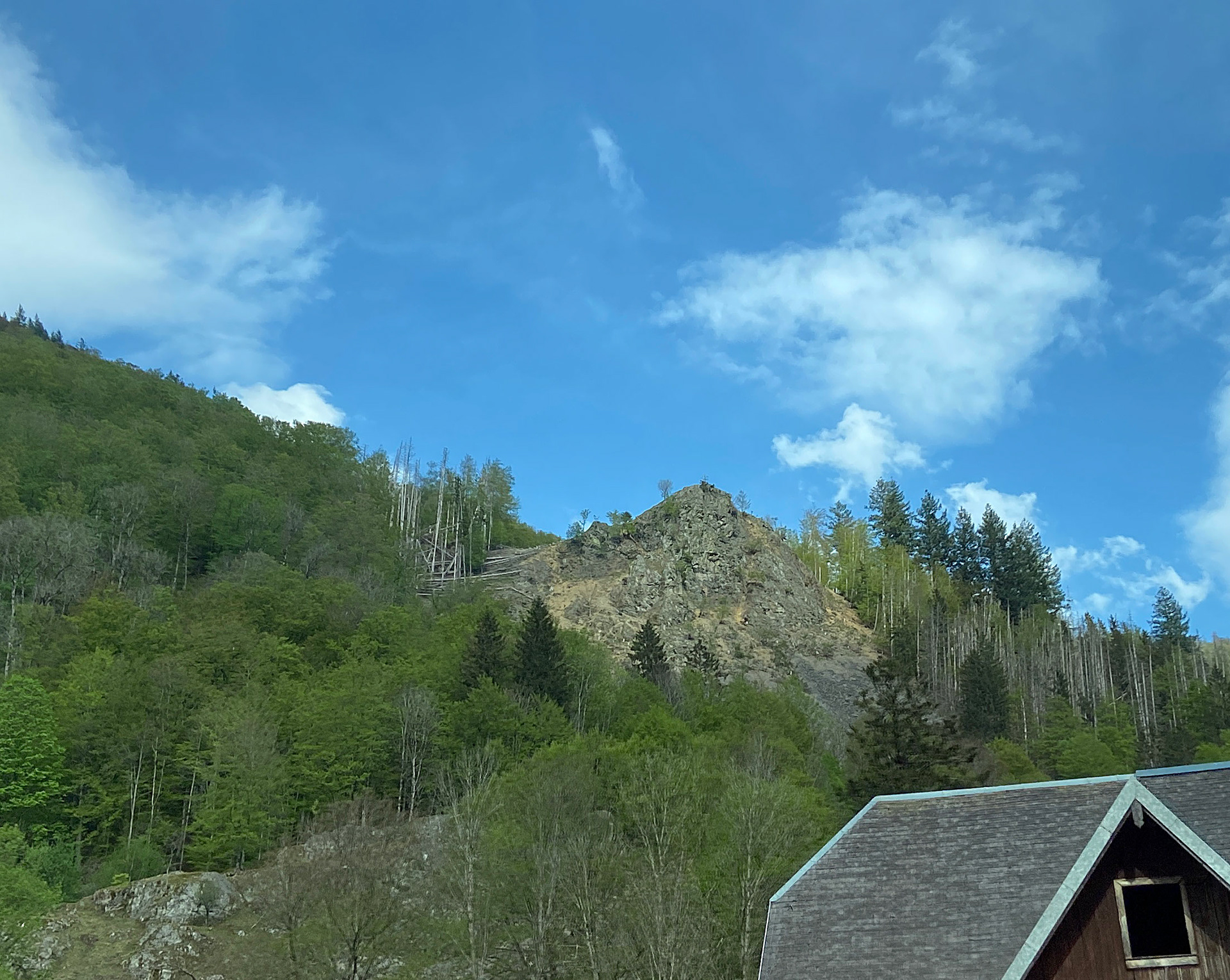 A dying forrest is vulnerable to drought, wind and heavy rain
