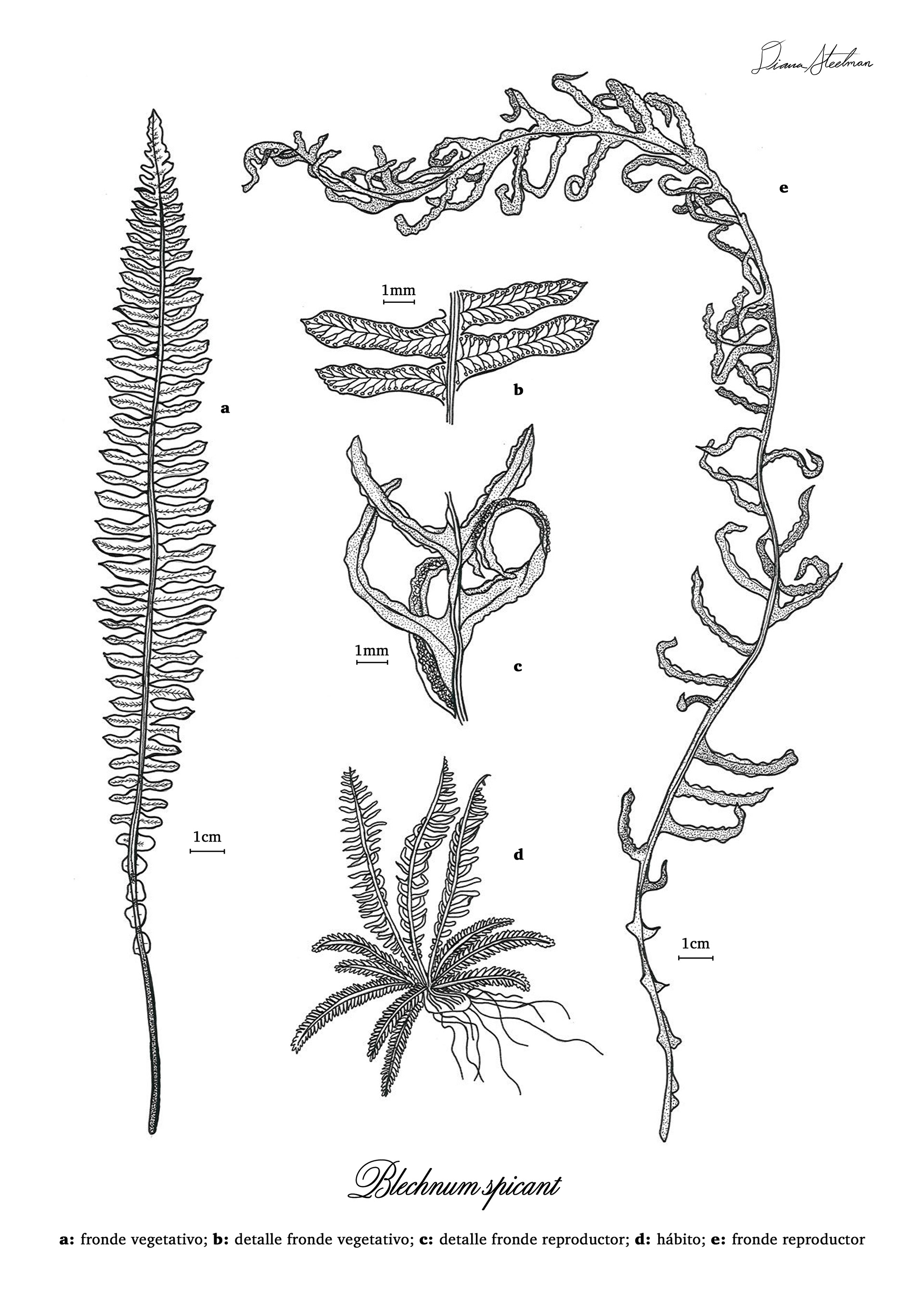 Blechnum spicant, ink pen (A4)