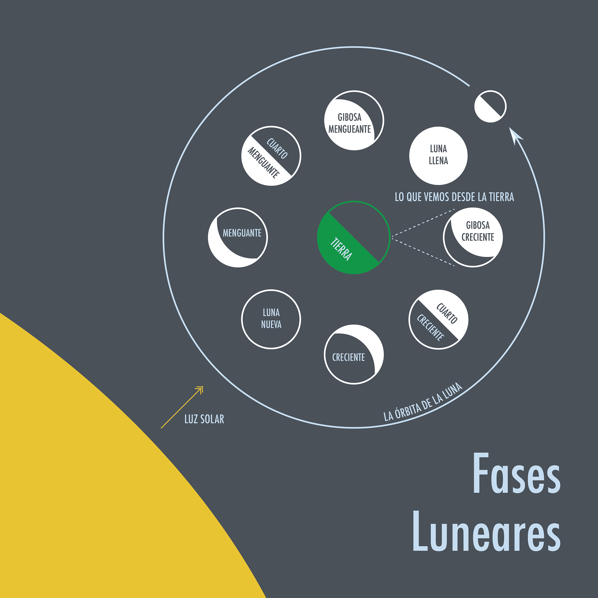 Fases Luneares (Phases of the Moon), Adobe Illustrator (254 x 254 mm)