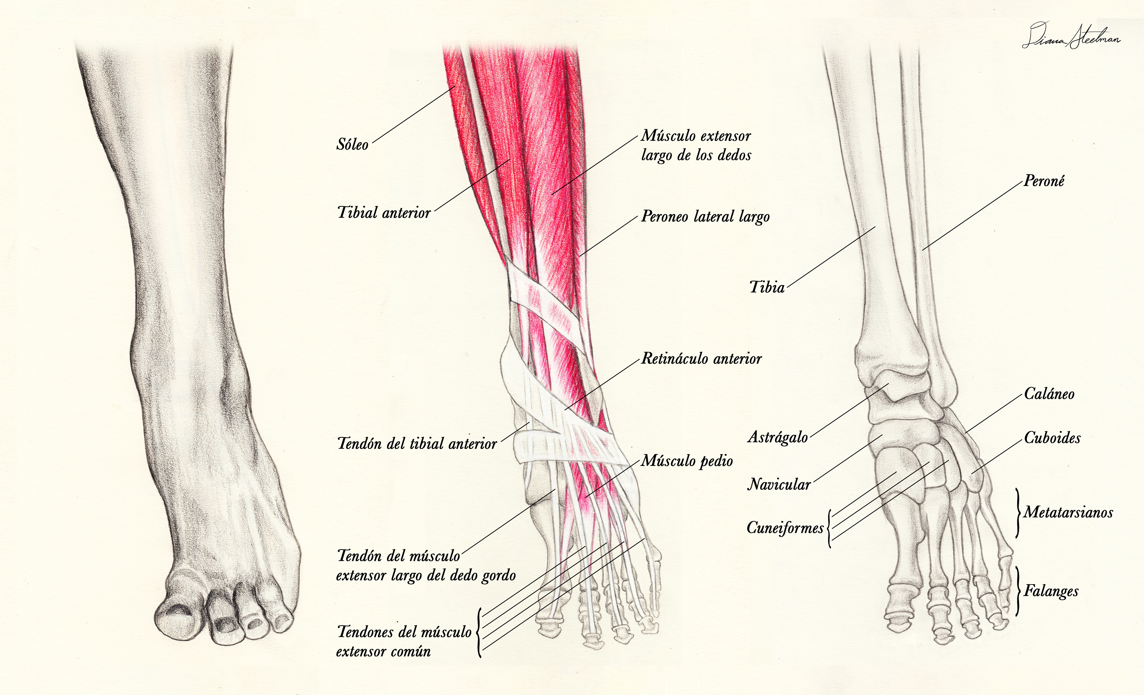 Anatomía del Pie de una Bailarina (Anatomy of a Ballerina's Foot), graphite and color pencil (11 x 8.5 in)