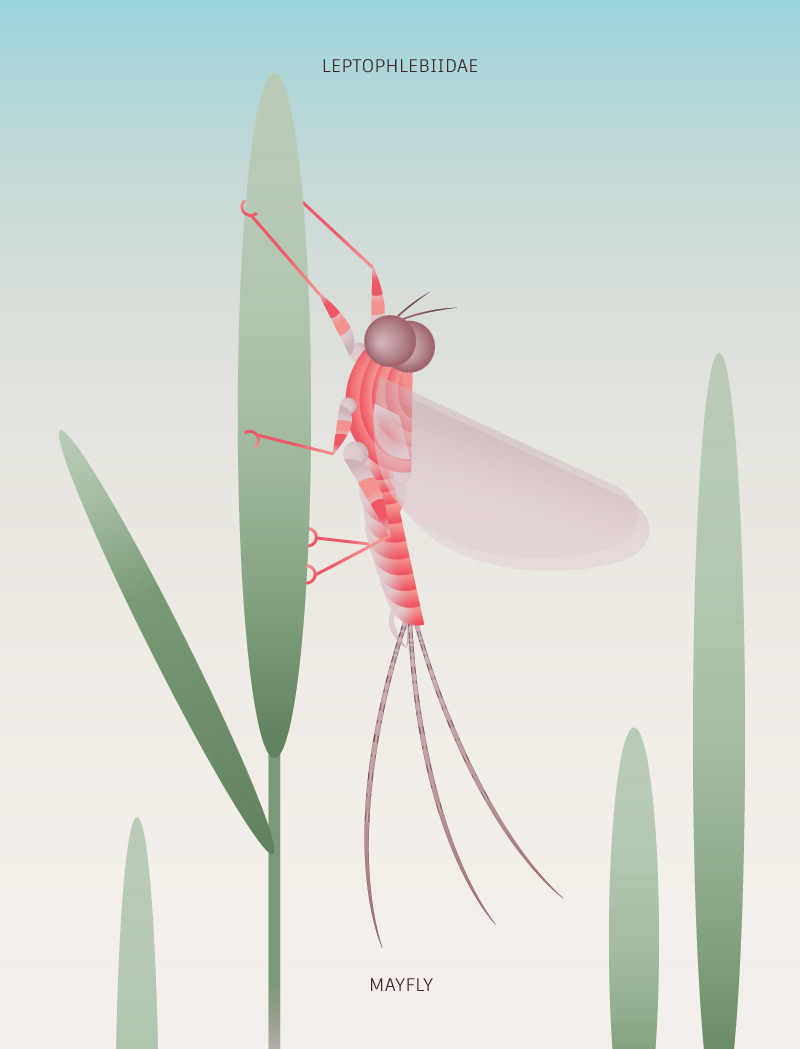 Leptophlebiidae, Adobe Illustrator (8.5 x 11 in)