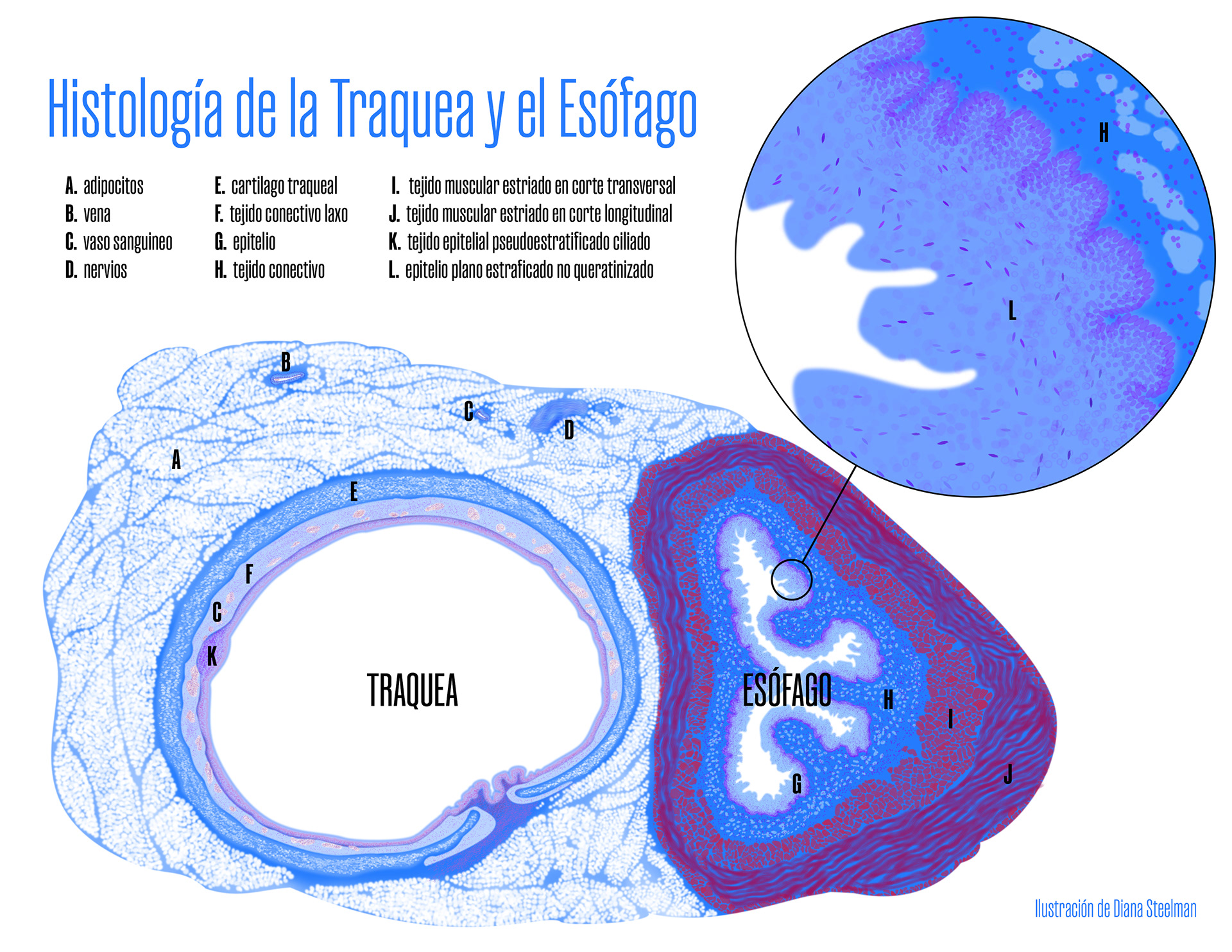 Histiología de la Traquea y el Esófago (Histology of the Trachea and Esophagus), Adobe Illustrator (11 x 8.5 in)