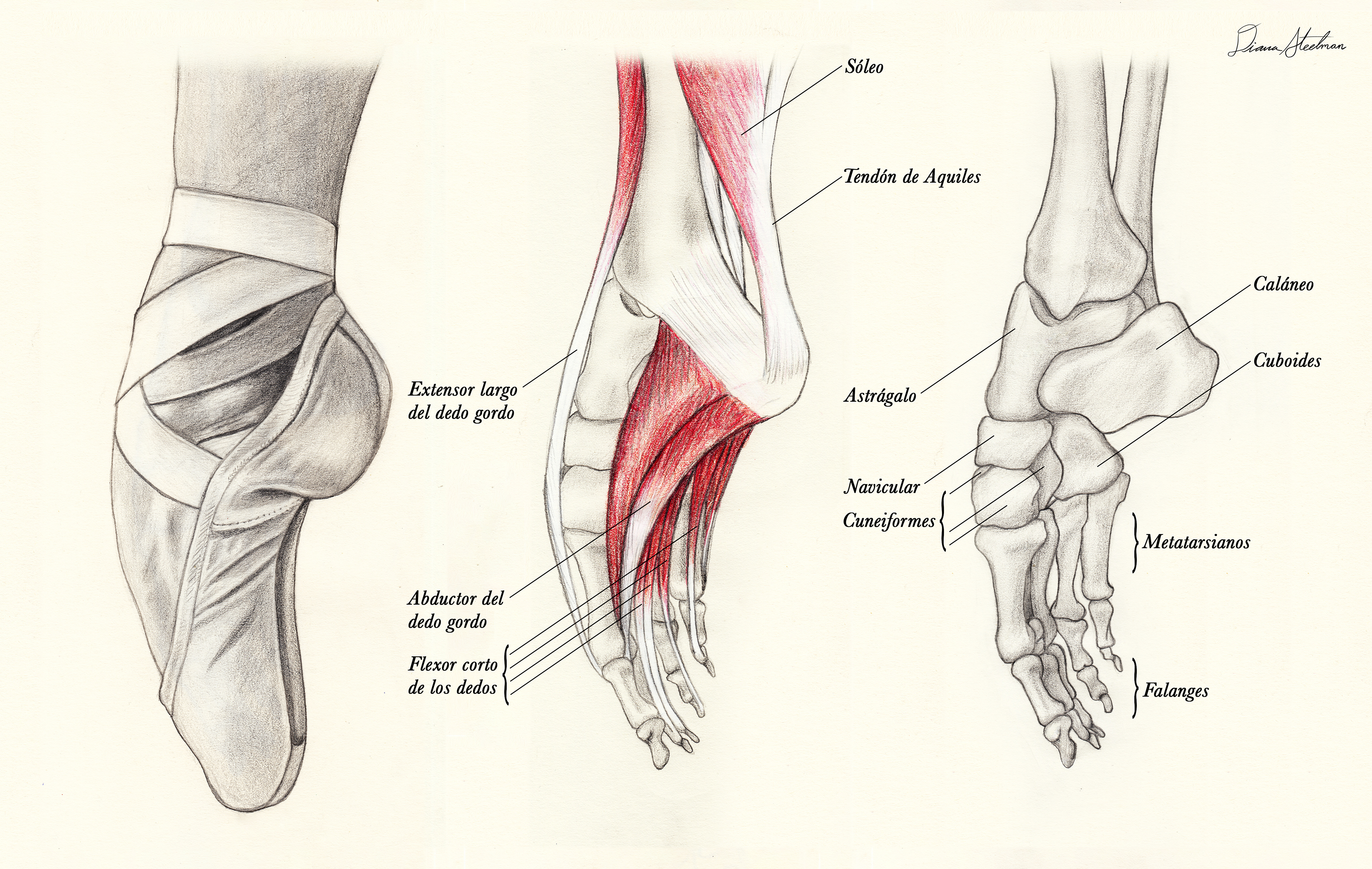 Anatomía del Pie de una Bailarina (Anatomy of a Ballerina's Foot), graphite and color pencil (11 x 8.5 in)