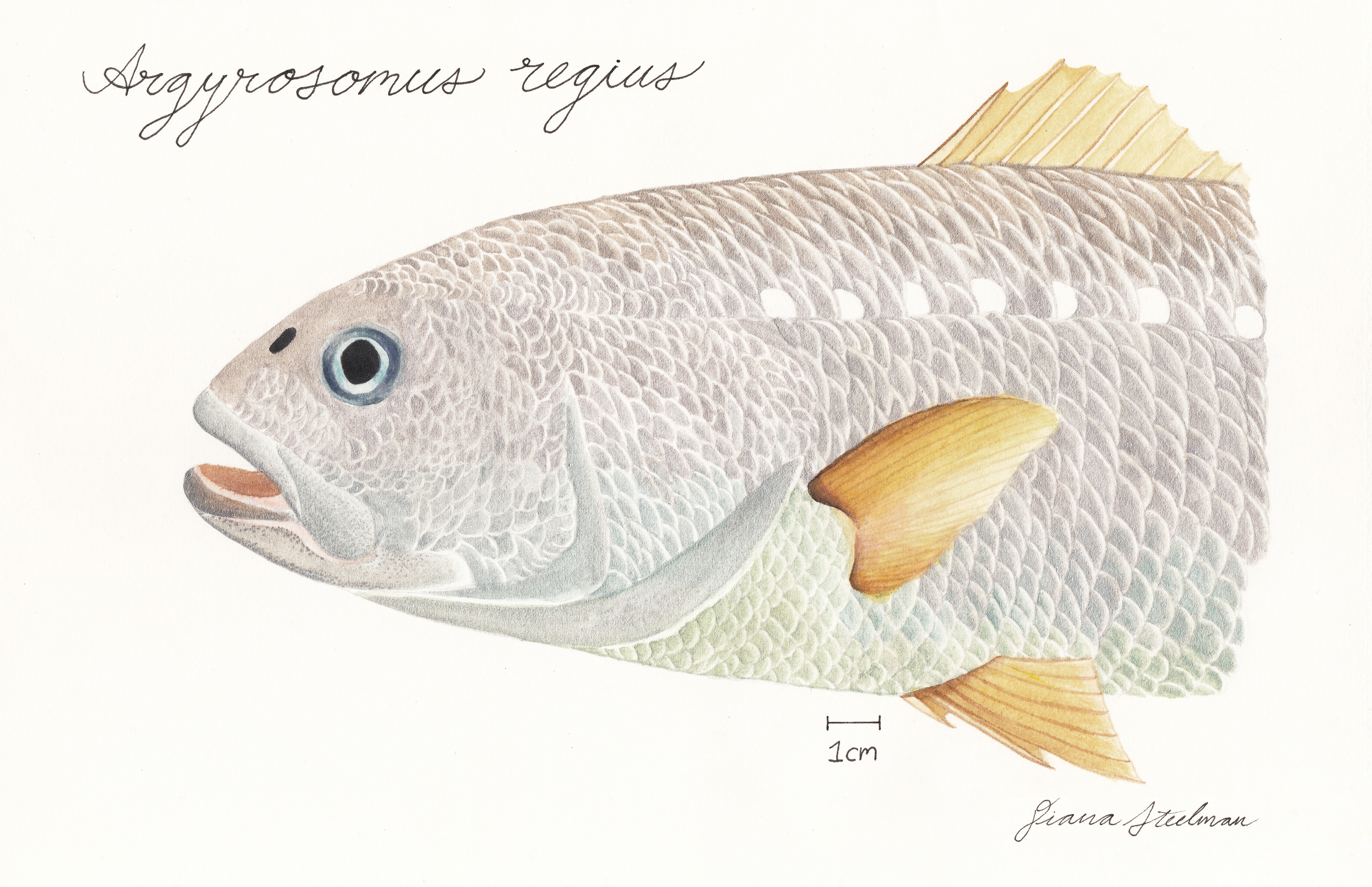 Argyrosomus regius (head detail), gouache (A4)