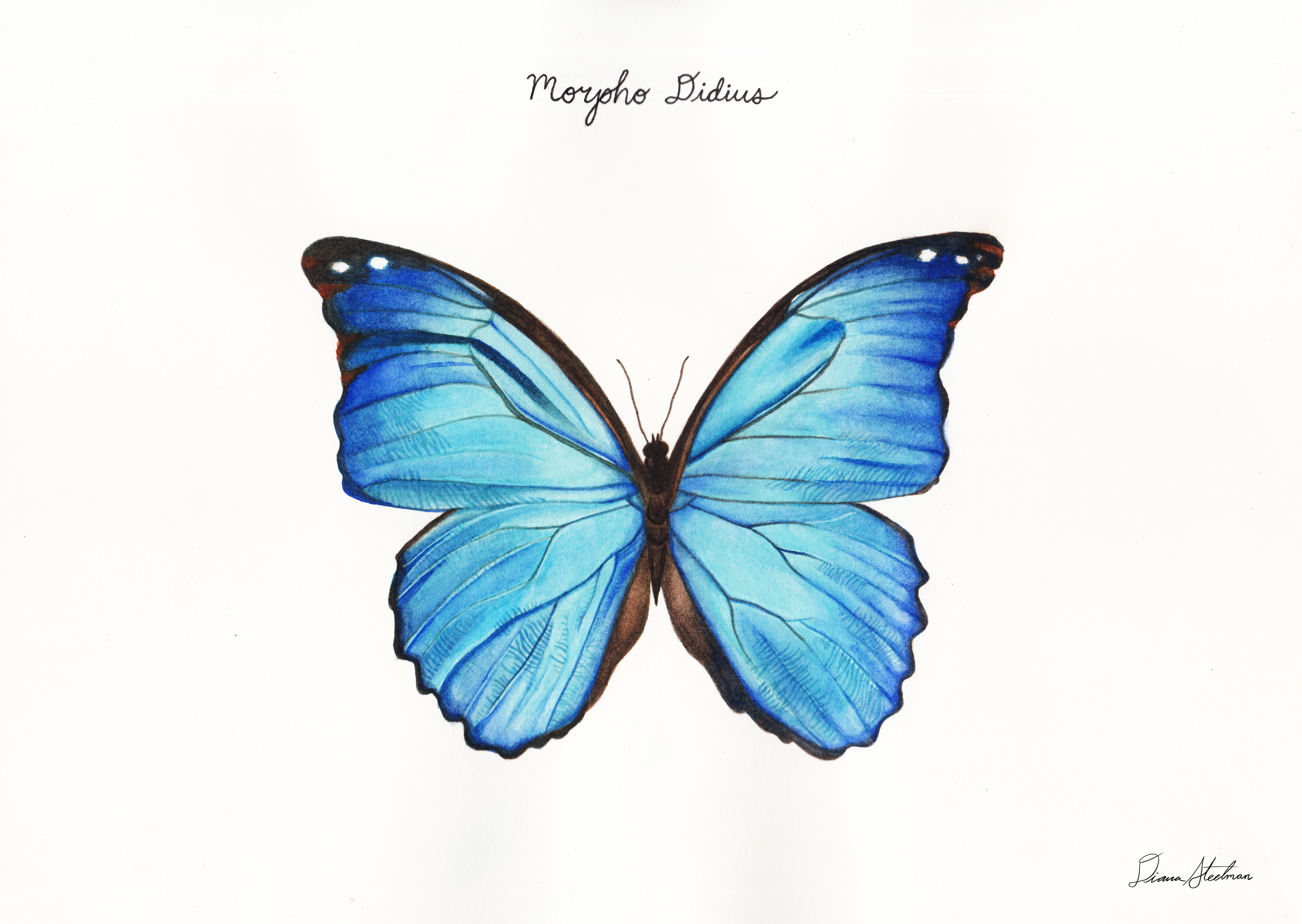 Morpho Didius, watercolor (277 x 196 mm)