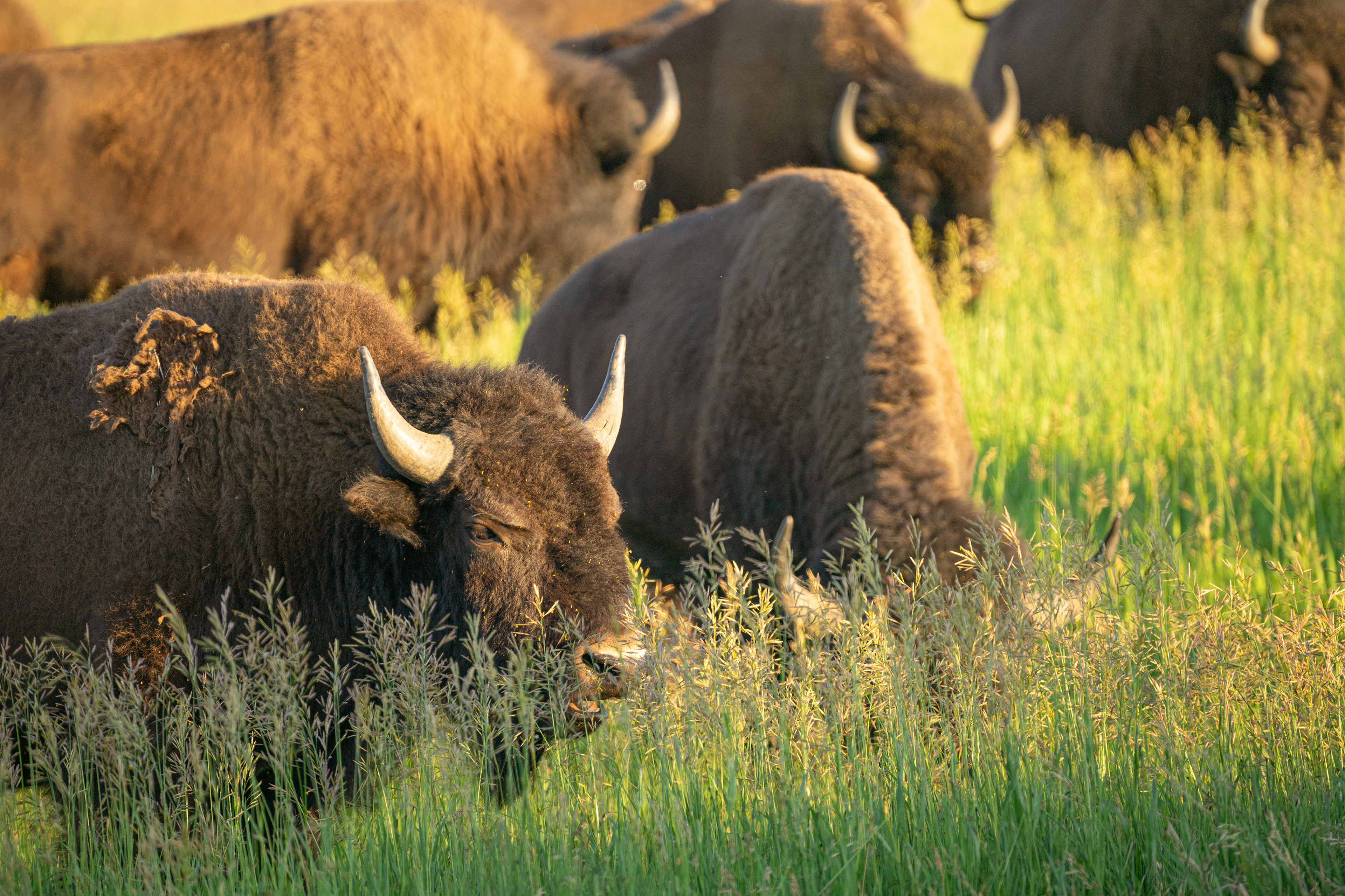 A young bison, grazing through the field during golden hour in Grand Teton National Park
