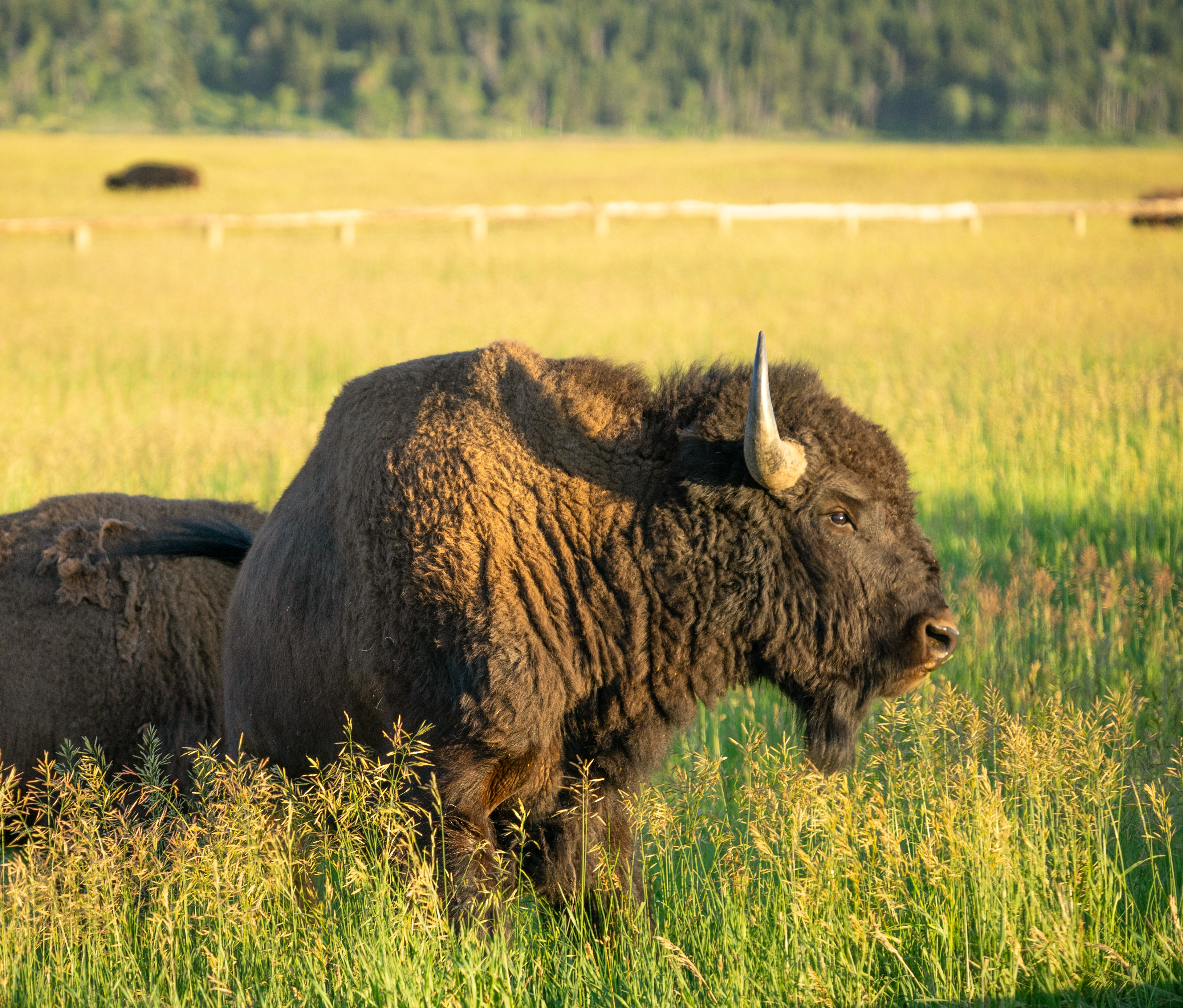 A young bison, grazing through the field during golden hour in Grand Teton National Park Pt. 3