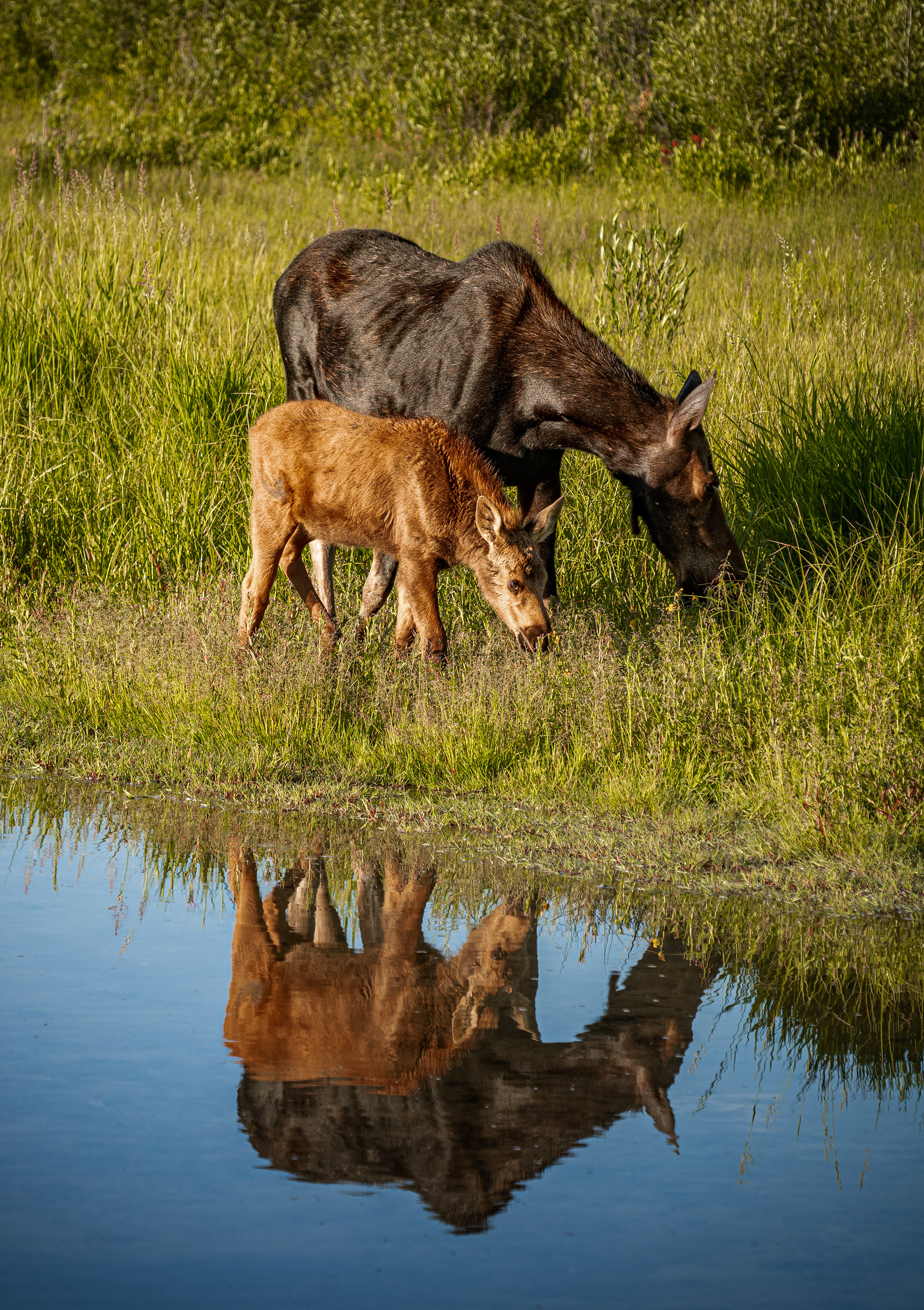 A beautiful reflection accompanies the pair on an early morning walk along the river. Grand Teton National Park
