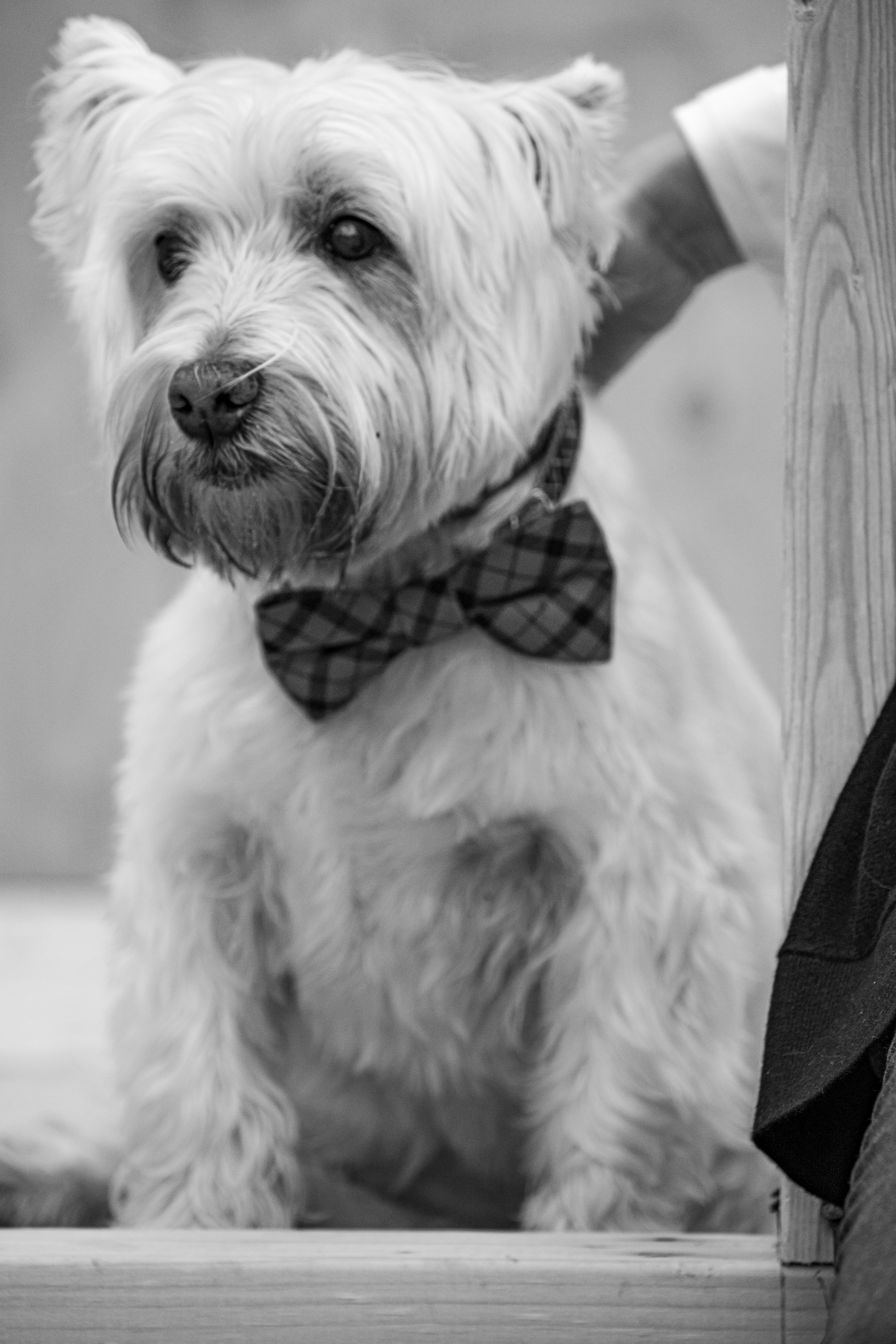 A distinguished gentleman ready for his photo-op