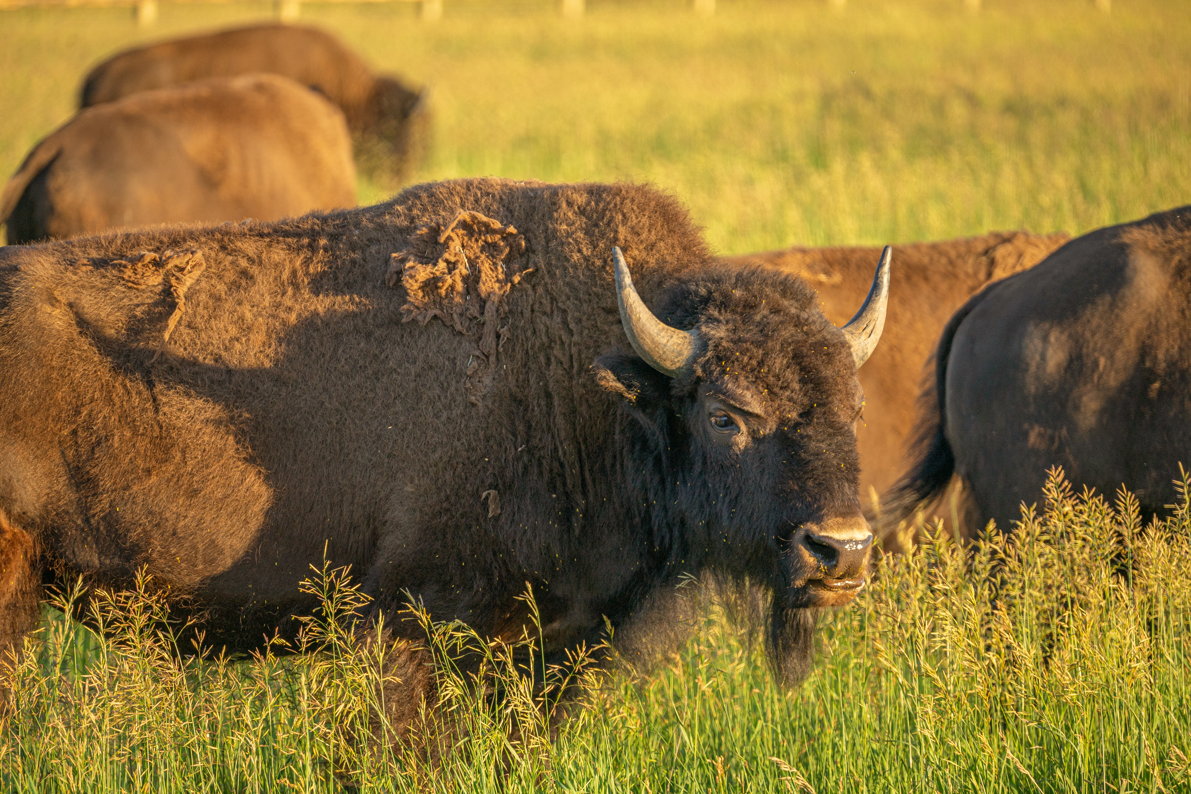 A young bison, grazing through the field during golden hour in Grand Teton National Park Pt. 2