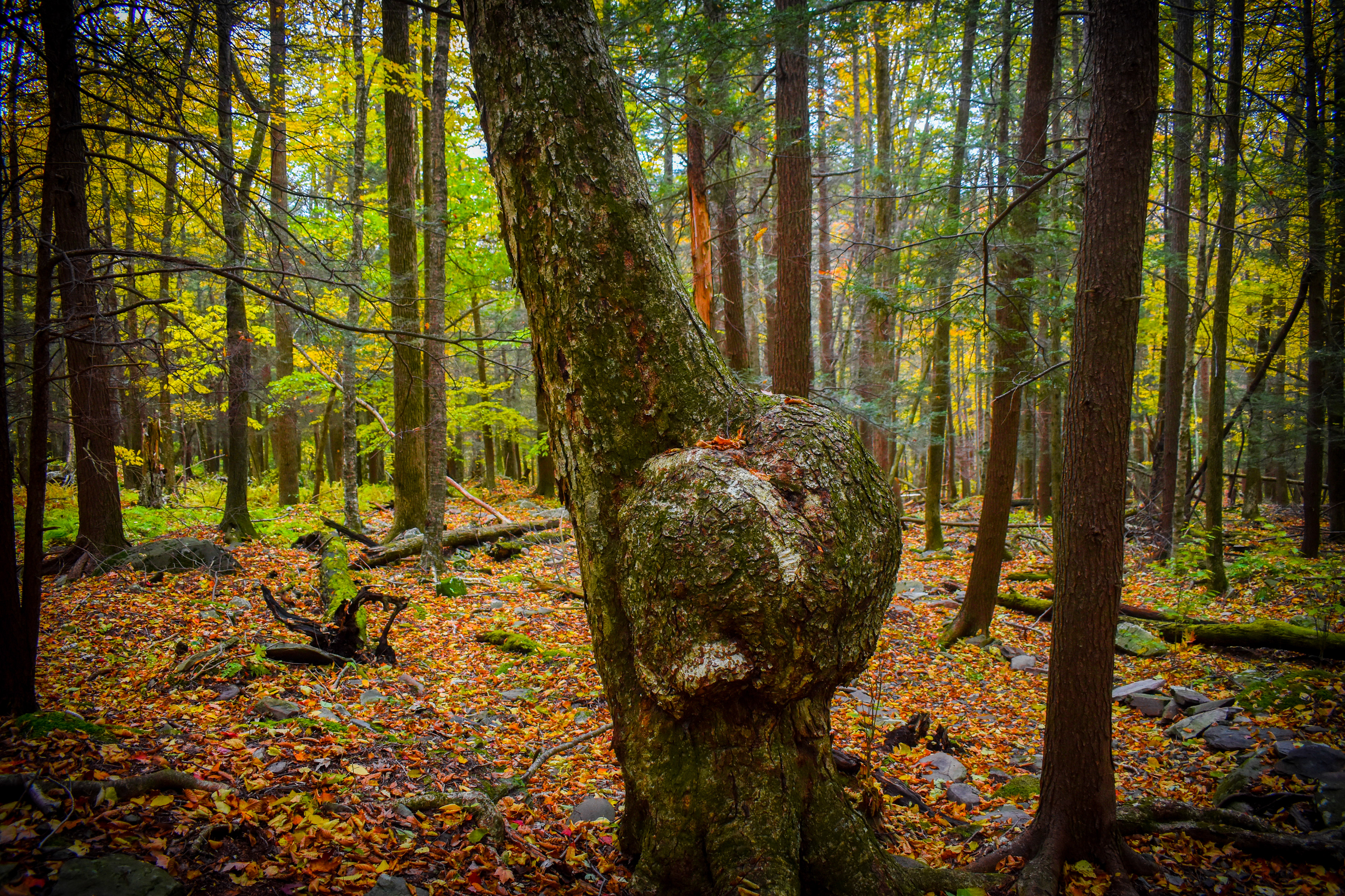 Voldemort seems to have grown into the side of a tree. Catskill Region, New York
