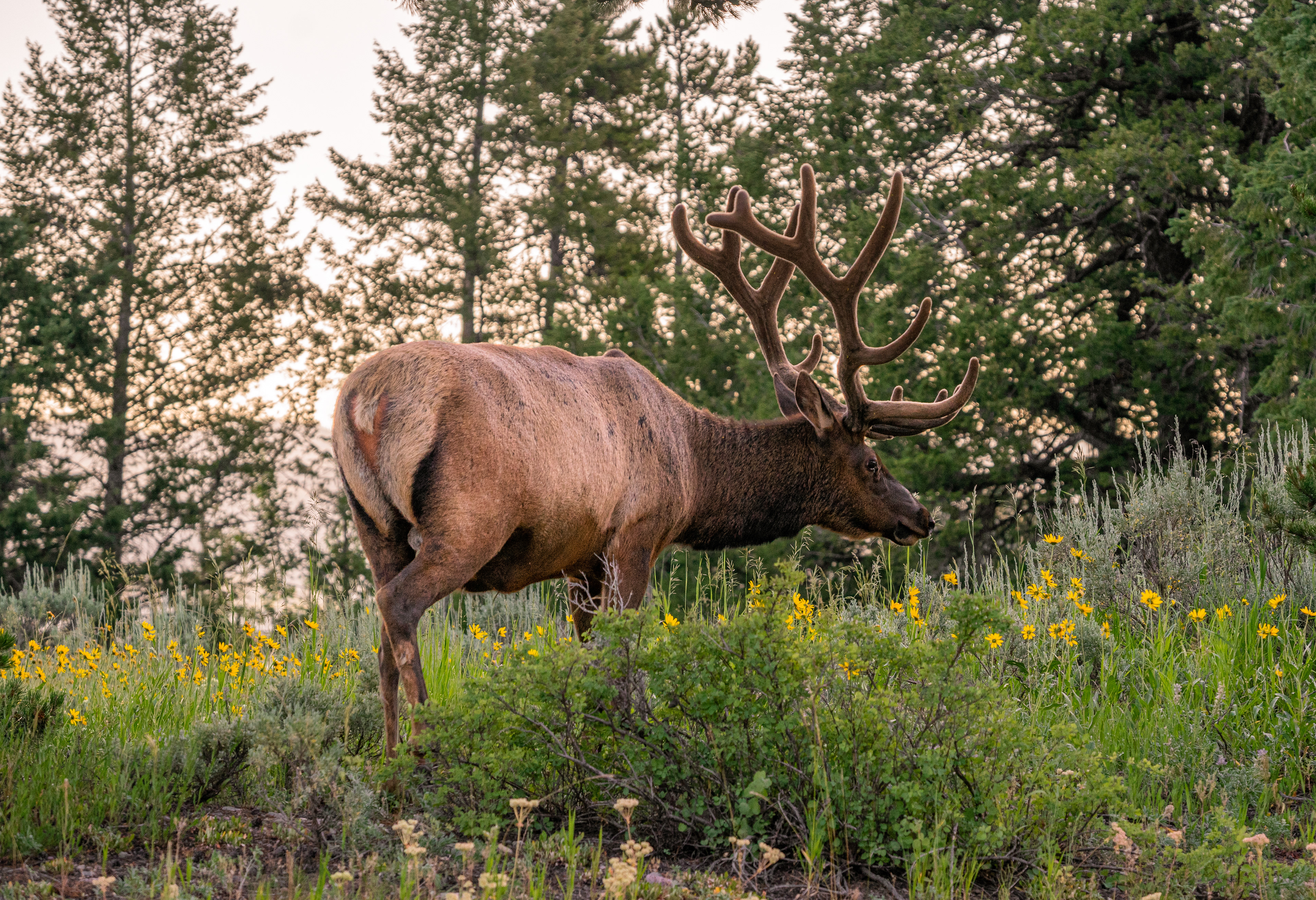 A hungry bull looking for just the right wildflowers for breakfast. Grand Teton National Park