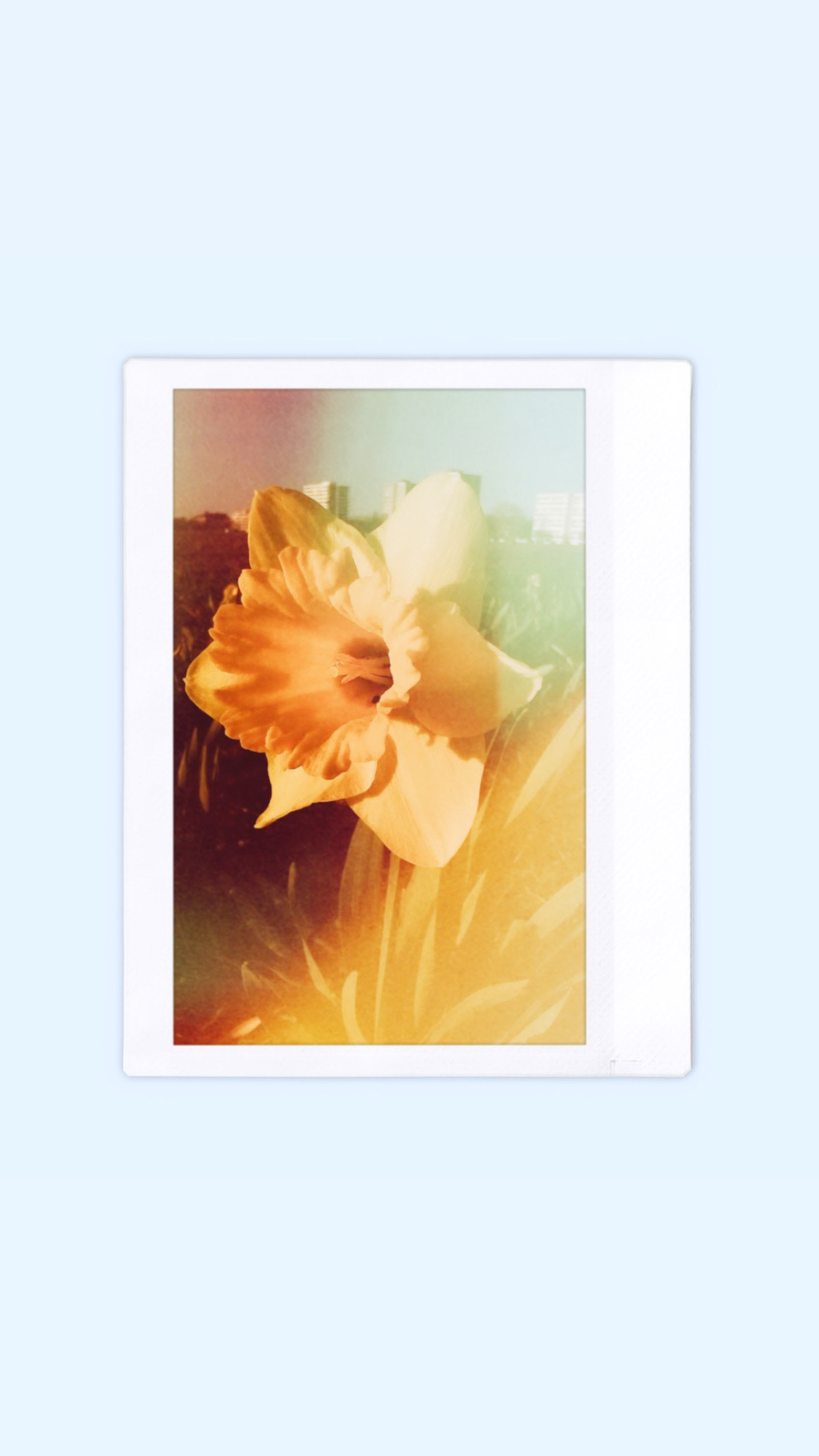 Close-up of a daffodil in golden sunlight, captured with a hybrid digi-analogue camera—soft focus and dreamlike tones in analogue film style.