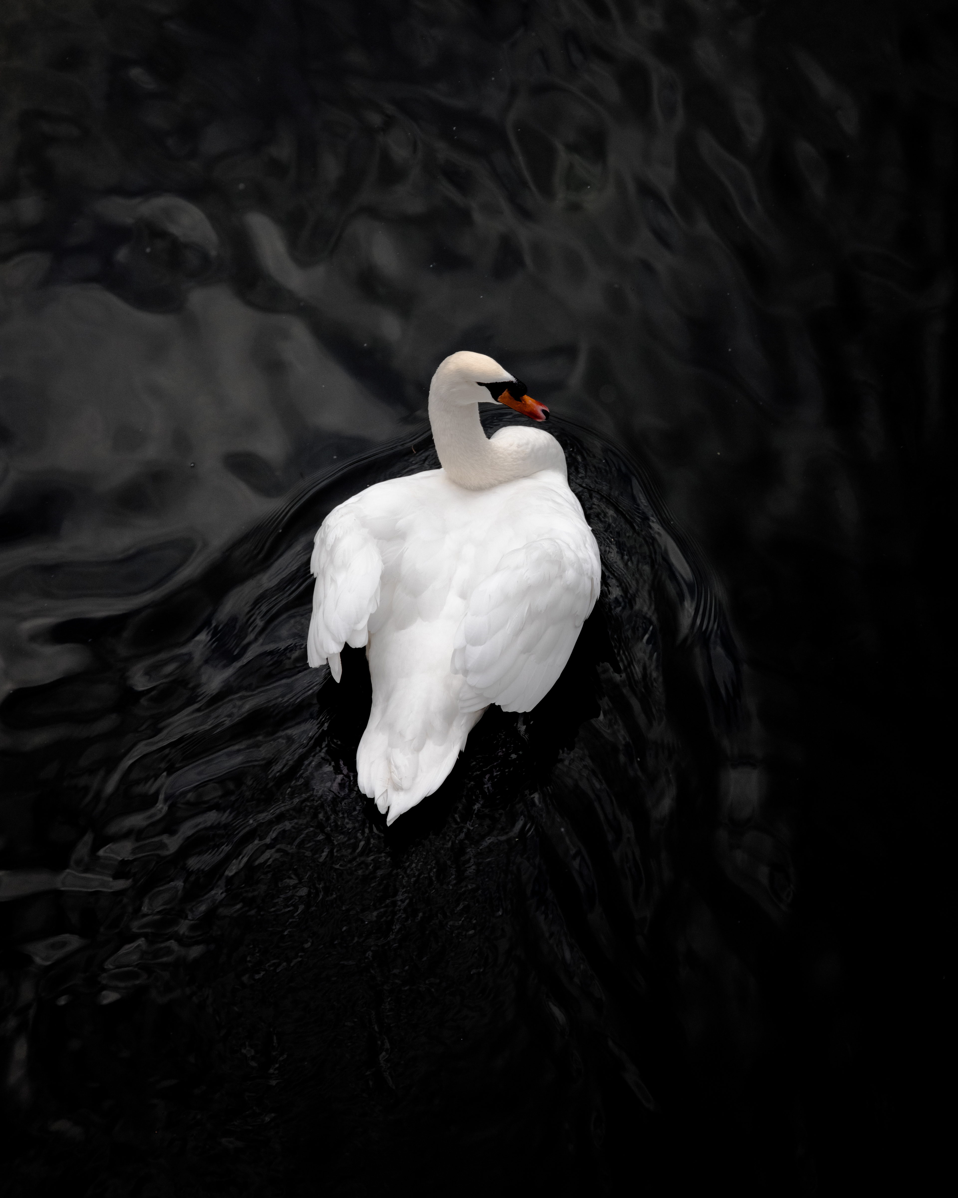 A white swan peacefully flowing over dark water.