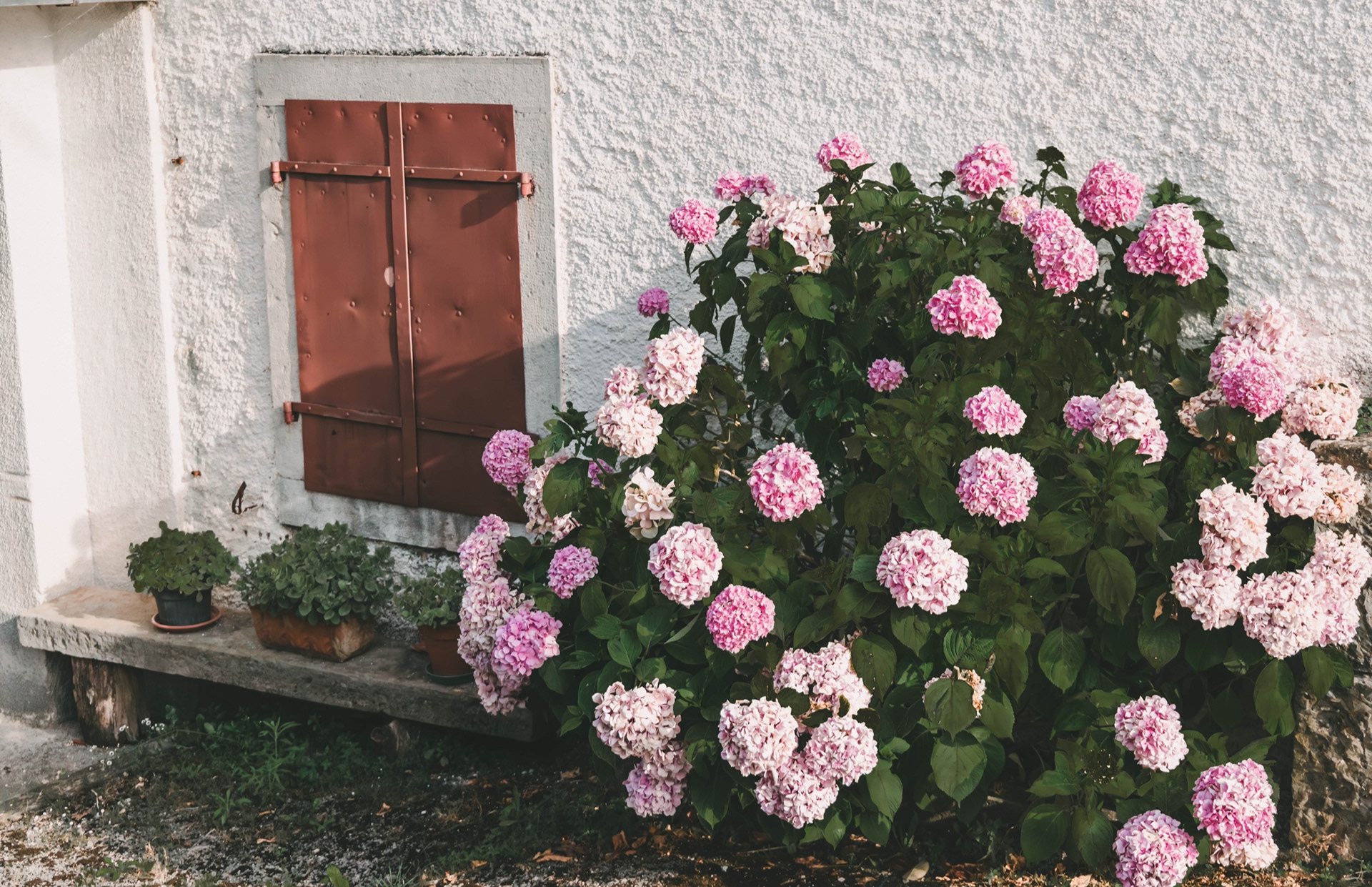 Pink hydrangea blooms beside a rustic wooden shutter on a whitewashed home—evoking European countryside charm in natural light.