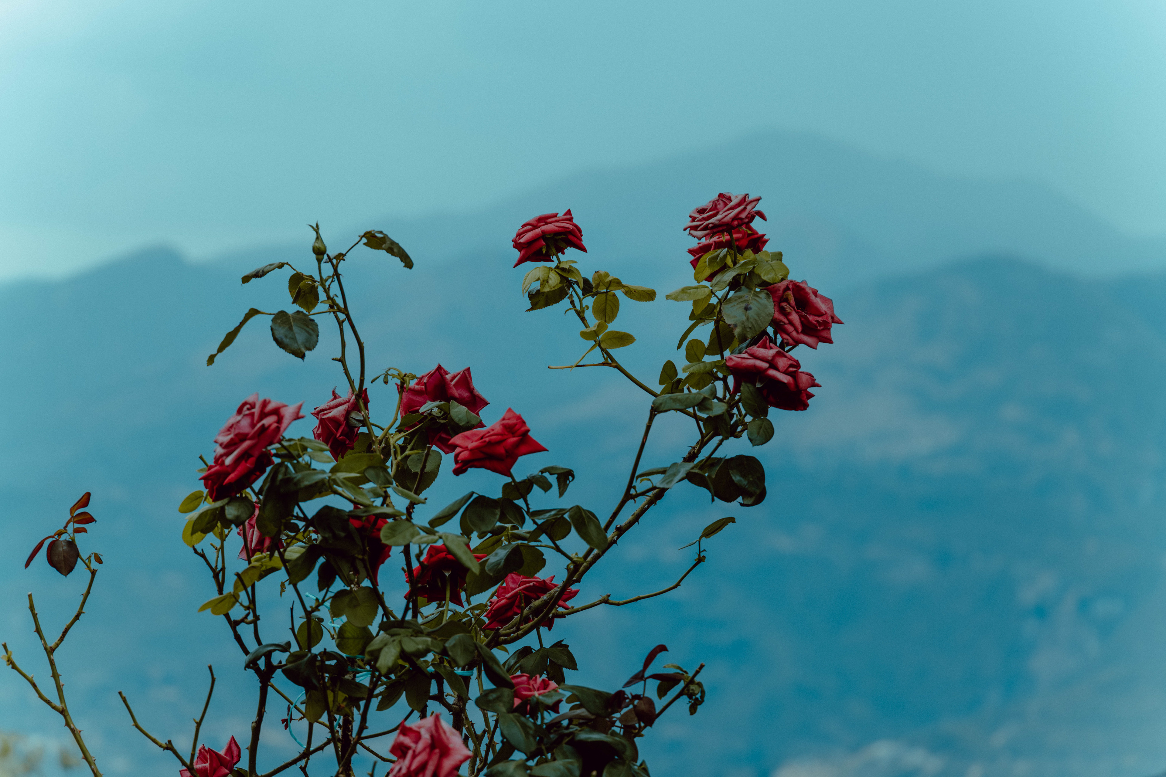 red roses on a bright blue backdrop 