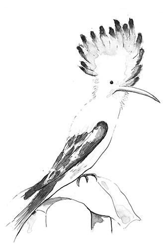 Bird study with ink
