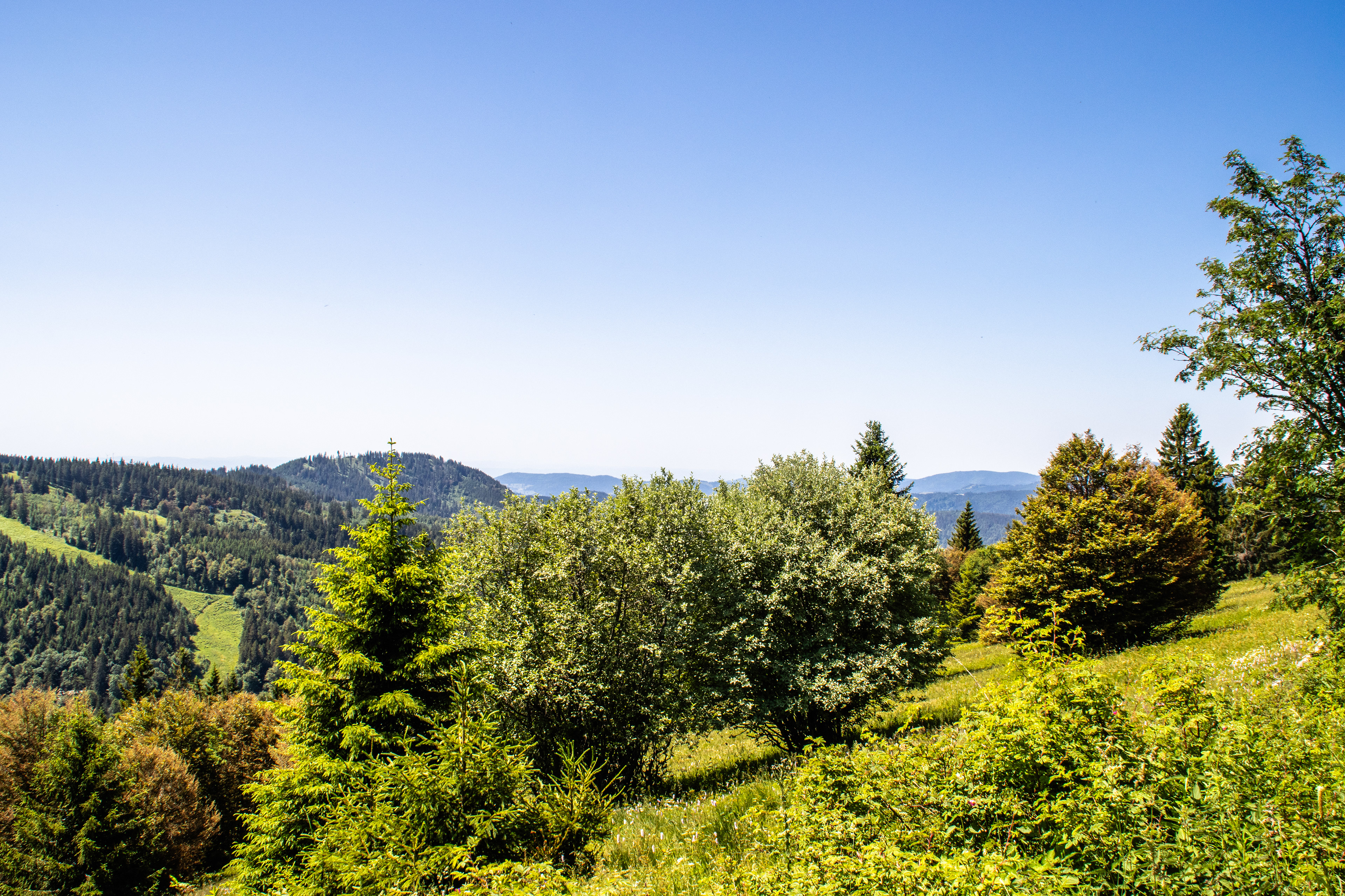 Feldberg