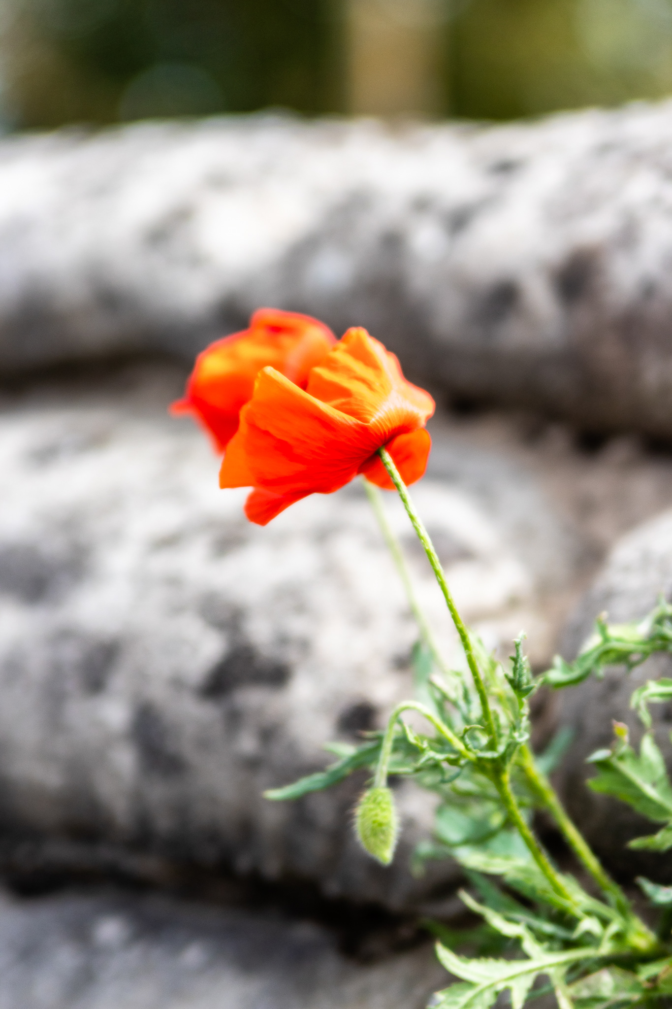 Dodengang, Diksmuide