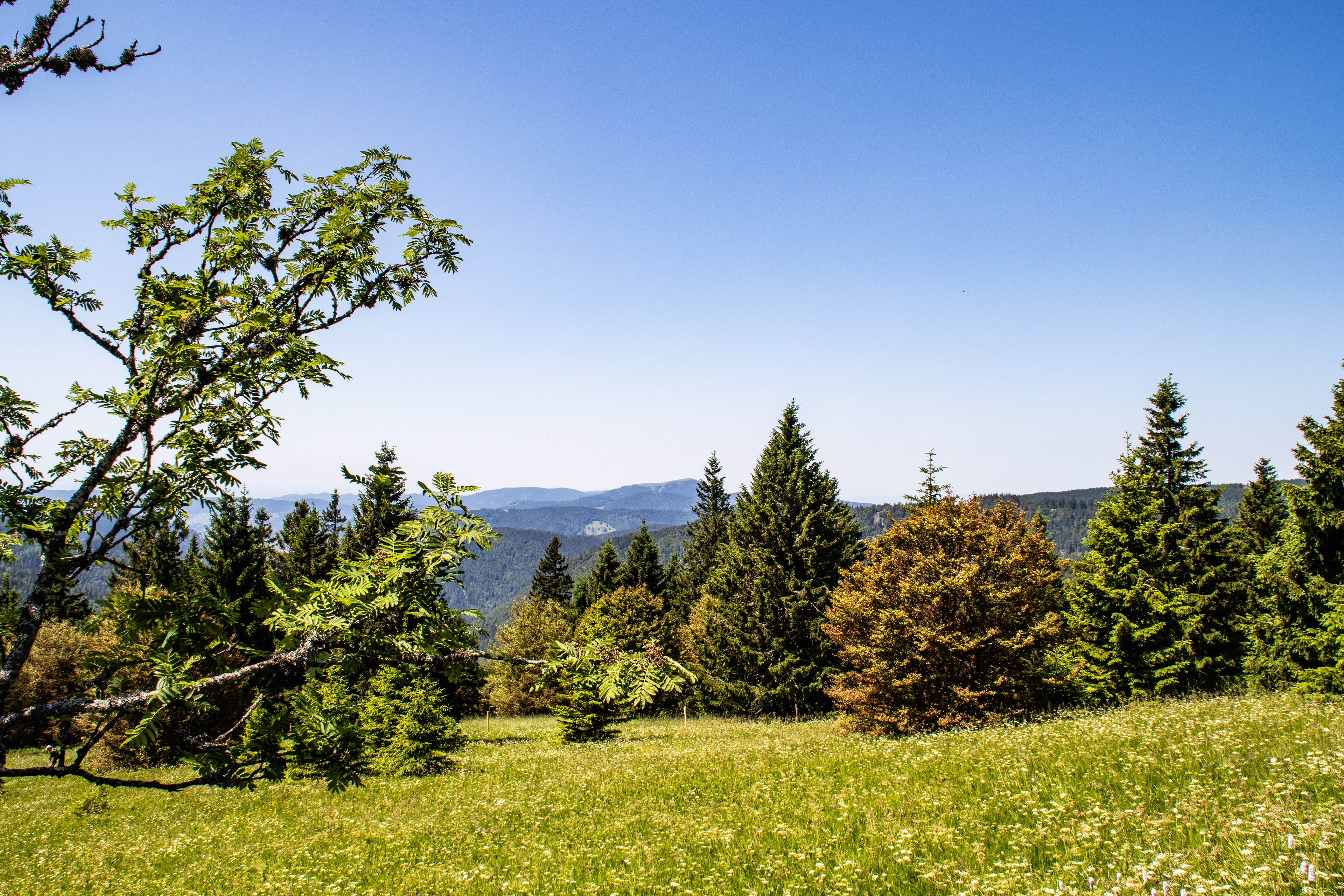 Feldberg