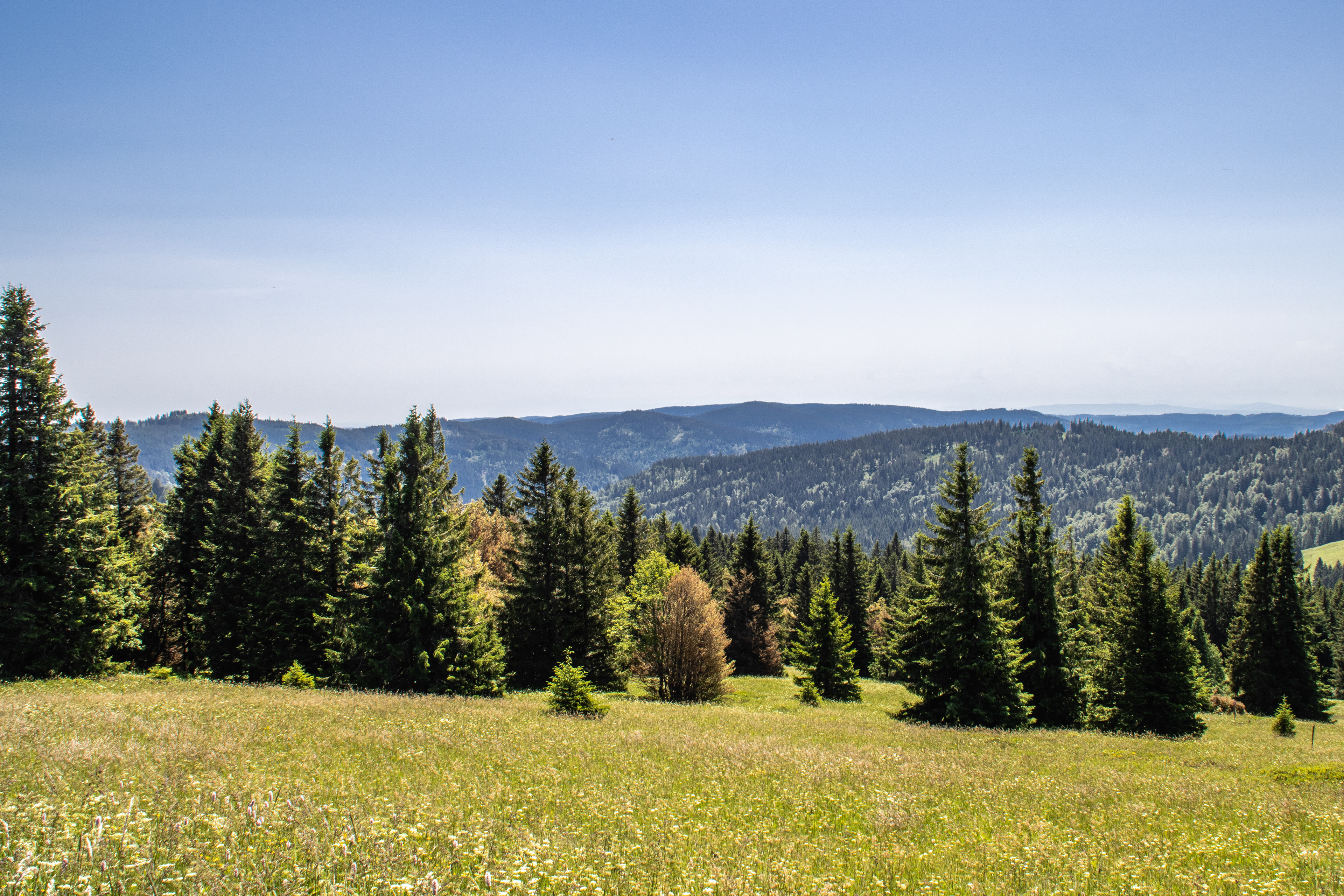 Feldberg