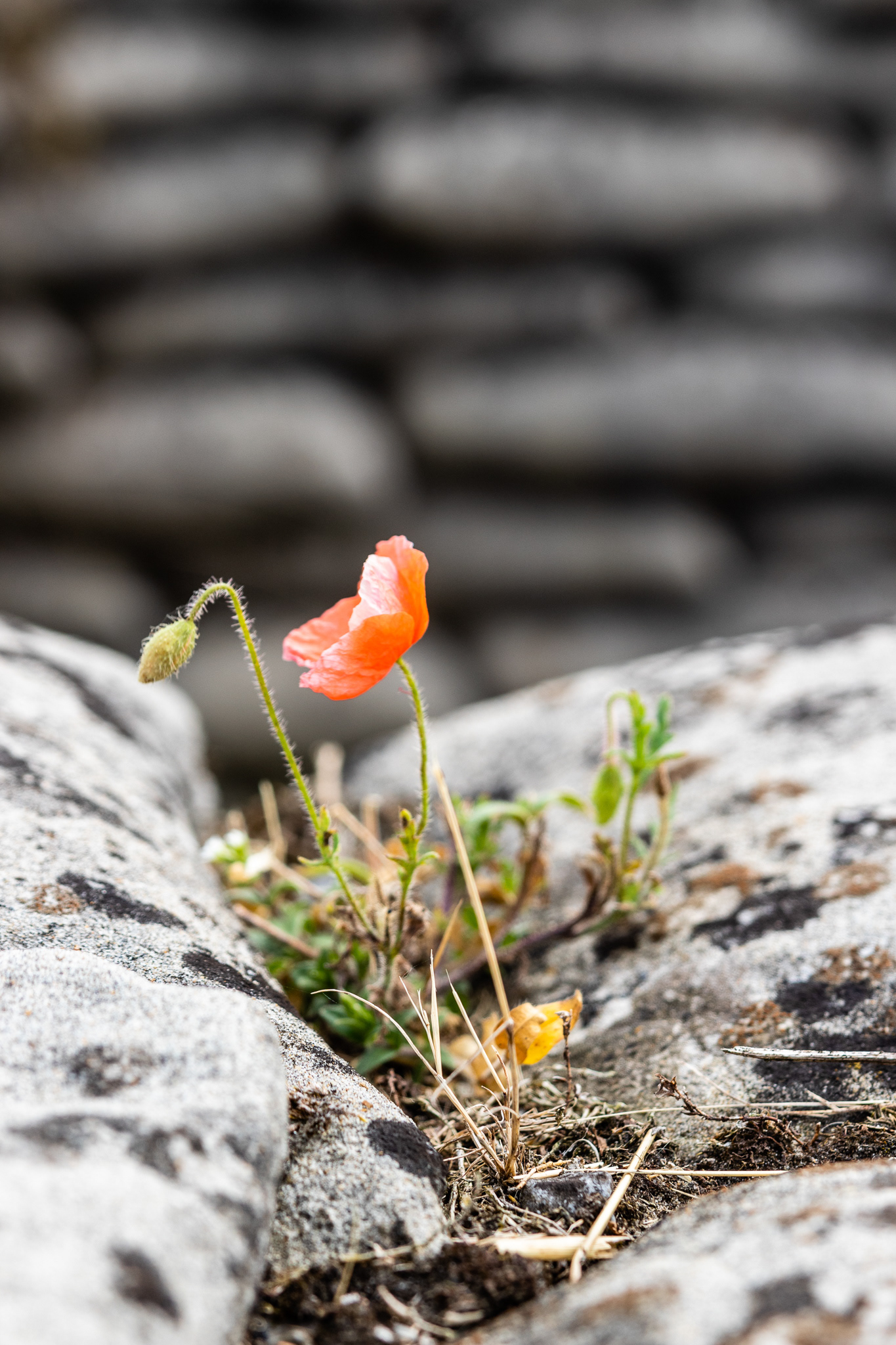 Dodengang, Diksmuide