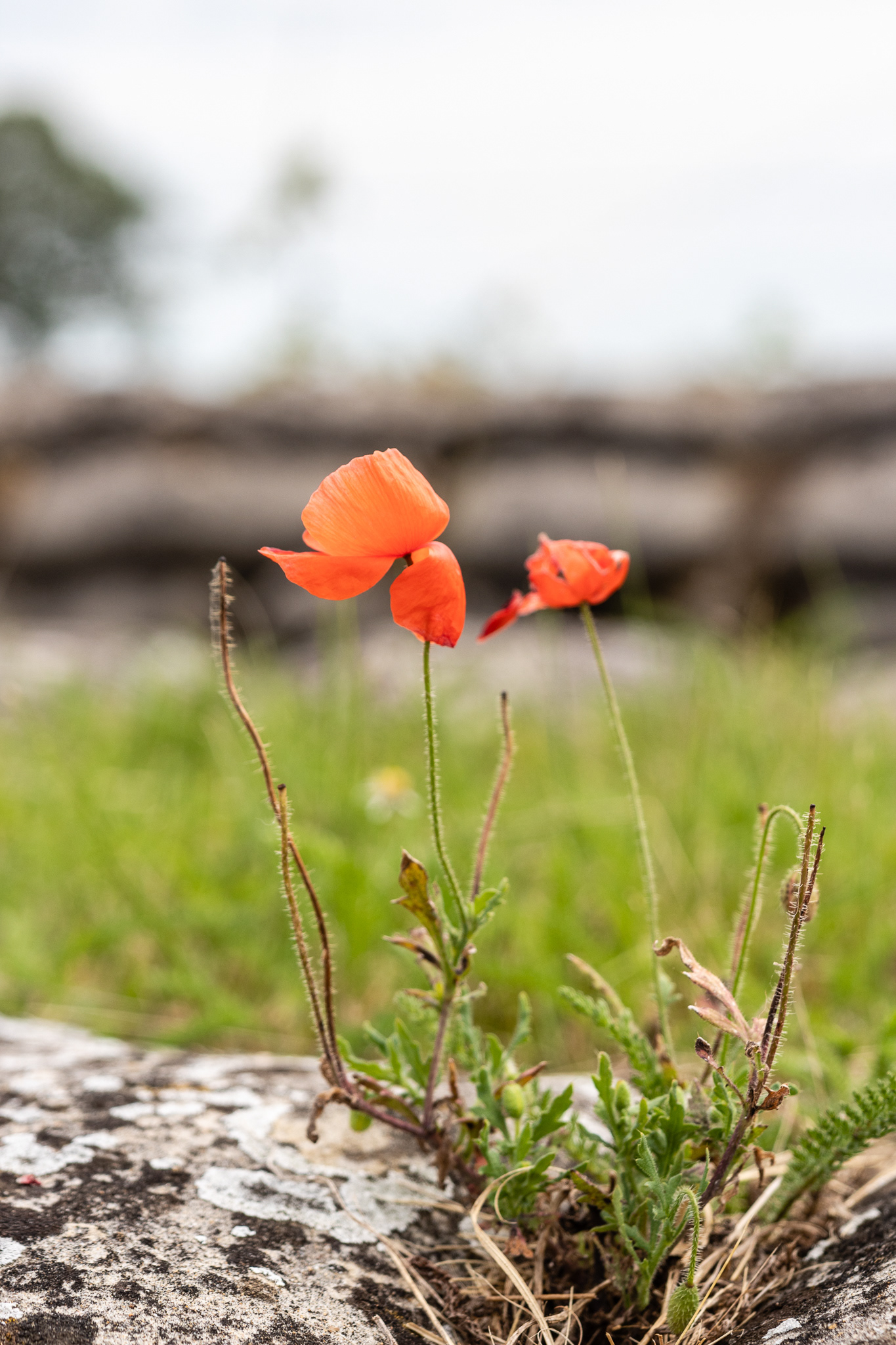 Dodengang, Diksmuide