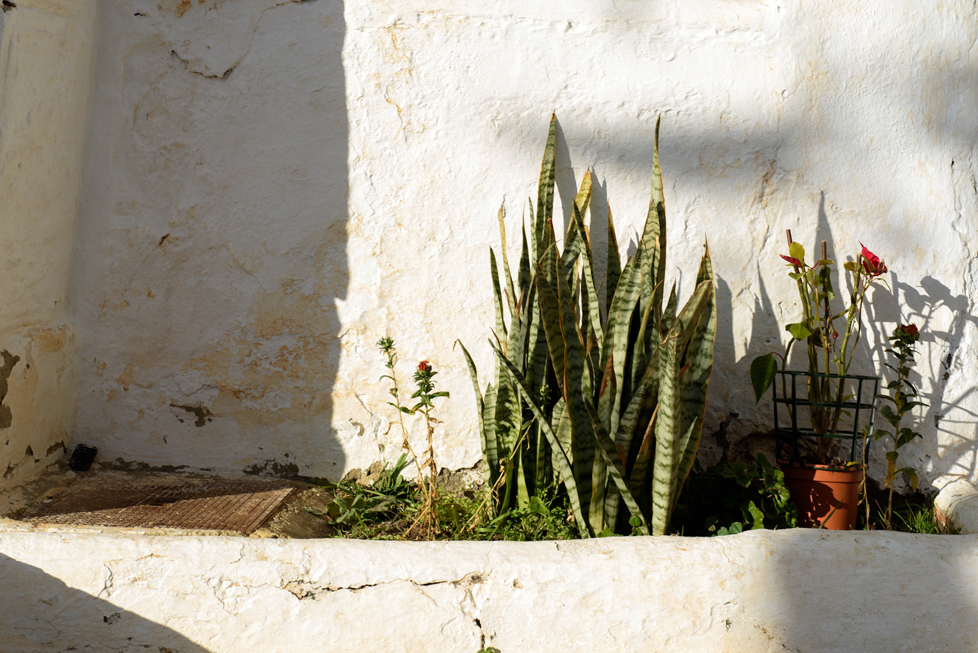 Sunbathing Plants