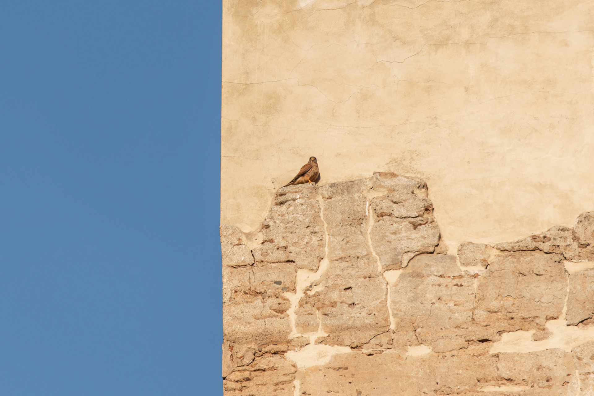 Can You See the Falcon?