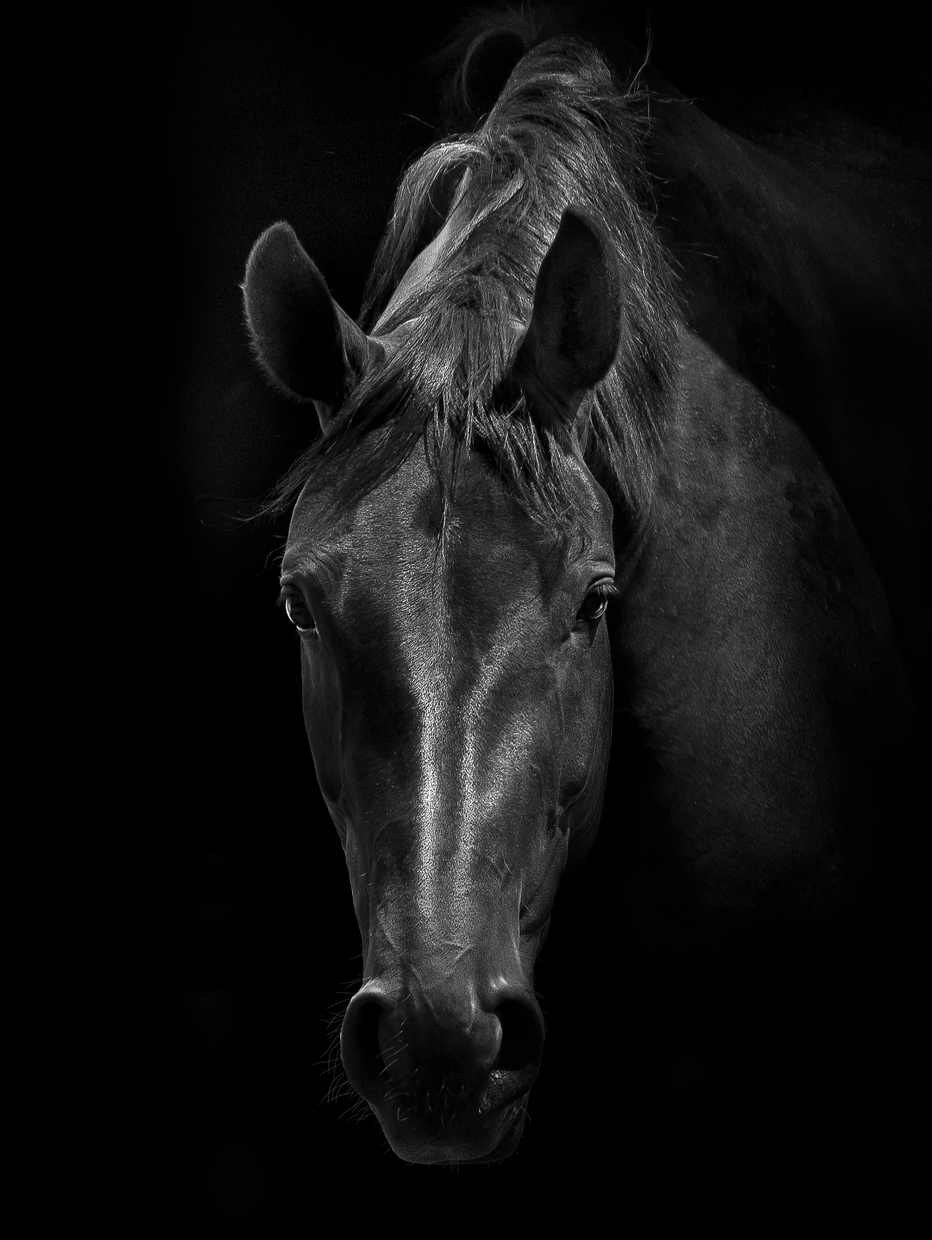 Thoroughbred