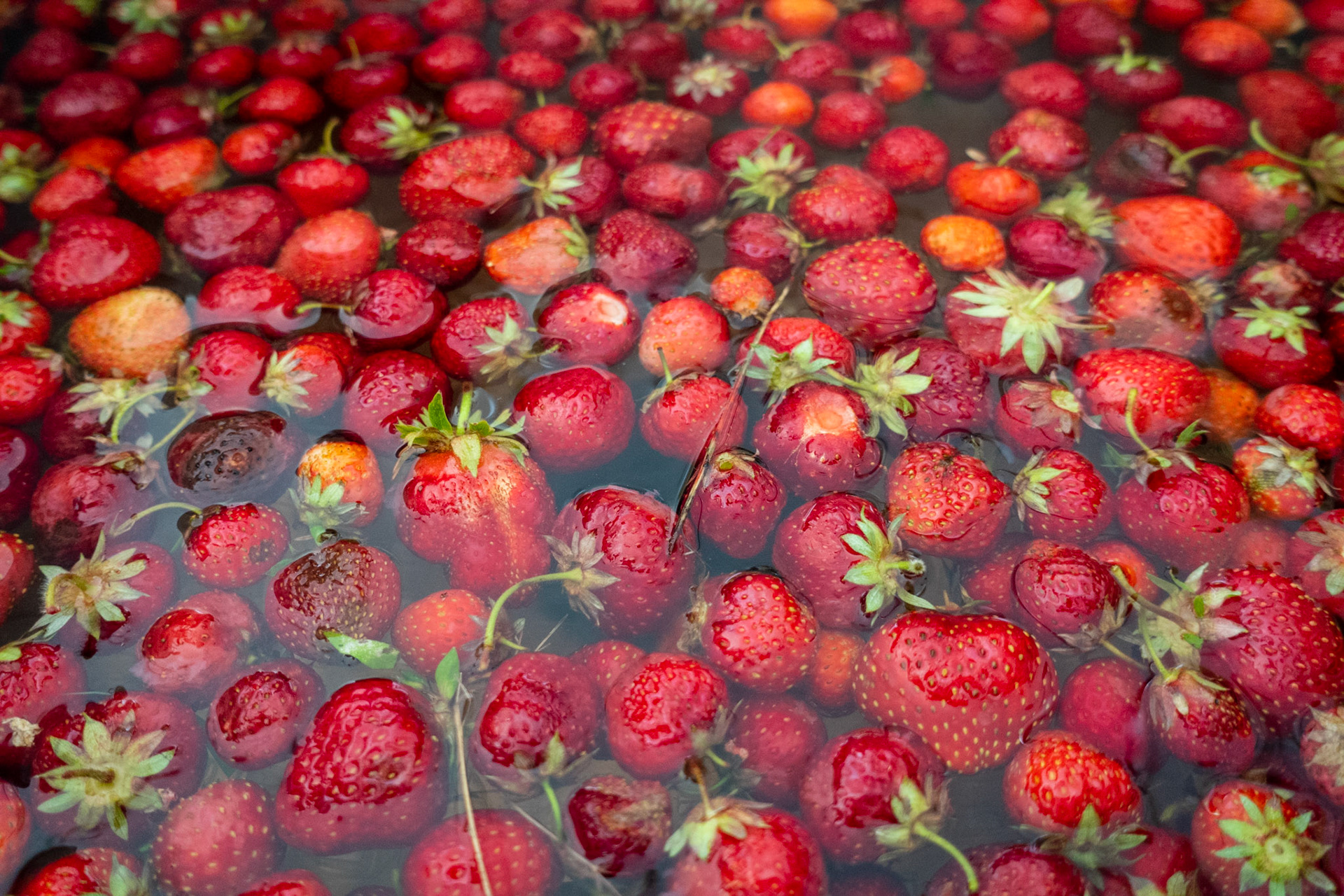 Fresh Strawberries in Water