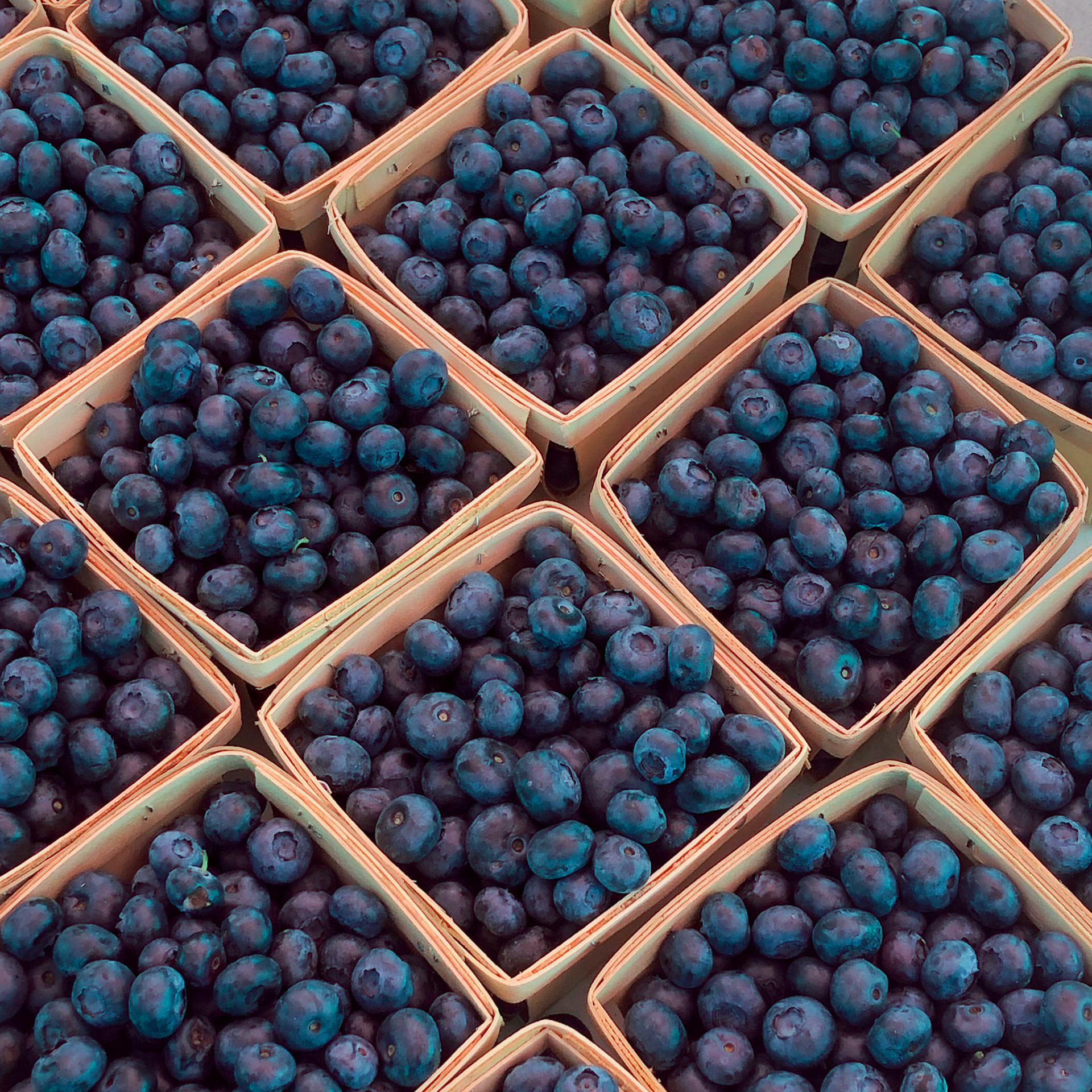 Blueberries at the Hilliard Farmer's Market