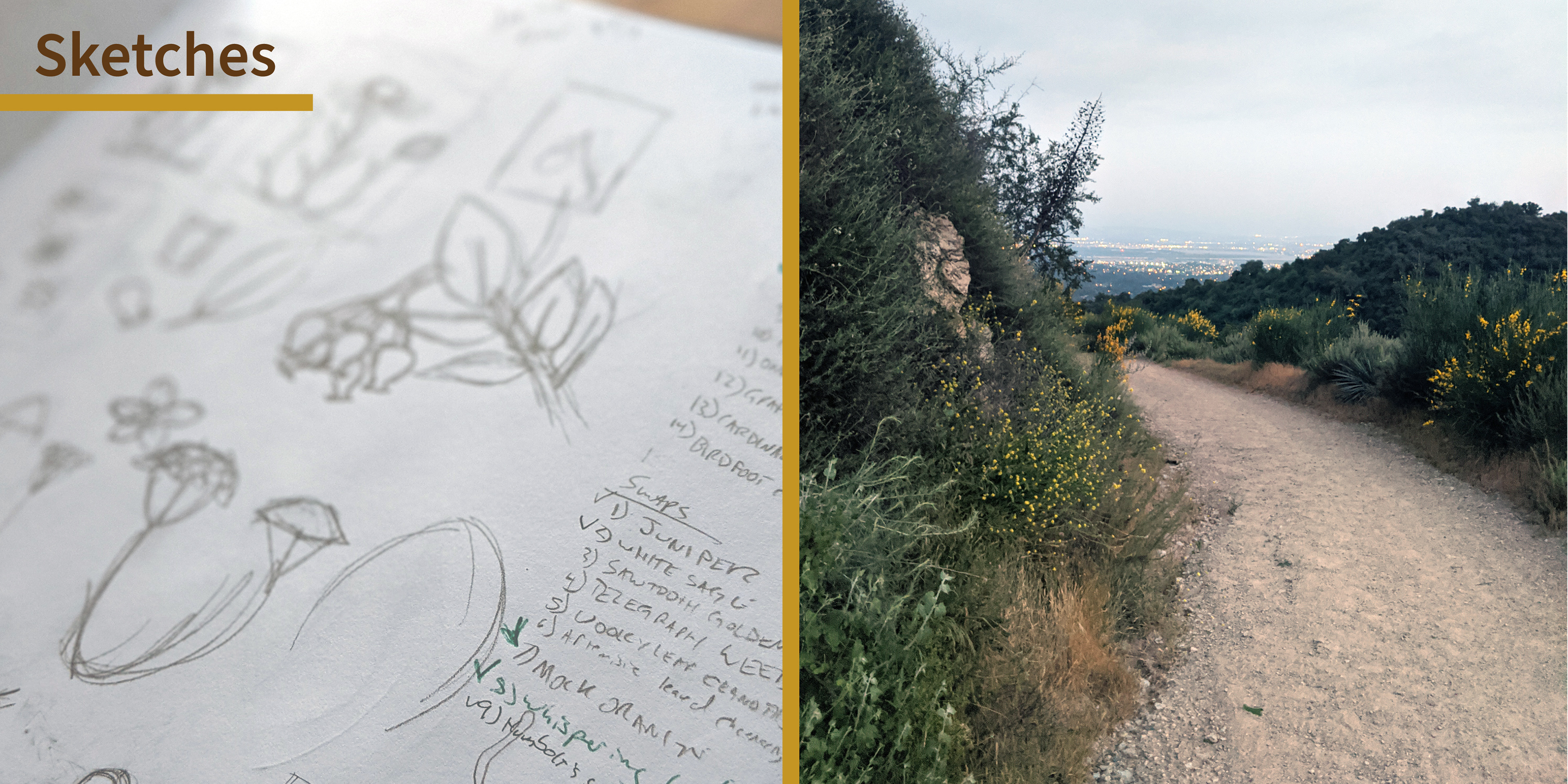 A rectangular image split down the middle with a gold bar. The left side of the image features the headline "Sketches" which is set on top of a photograph of a sketchbook page. The page shows various plant sketches and a list of potential subjects. On the right side of the rectangle is a photograph taken by the artist of a hiking trail in the Los Angeles Forest.