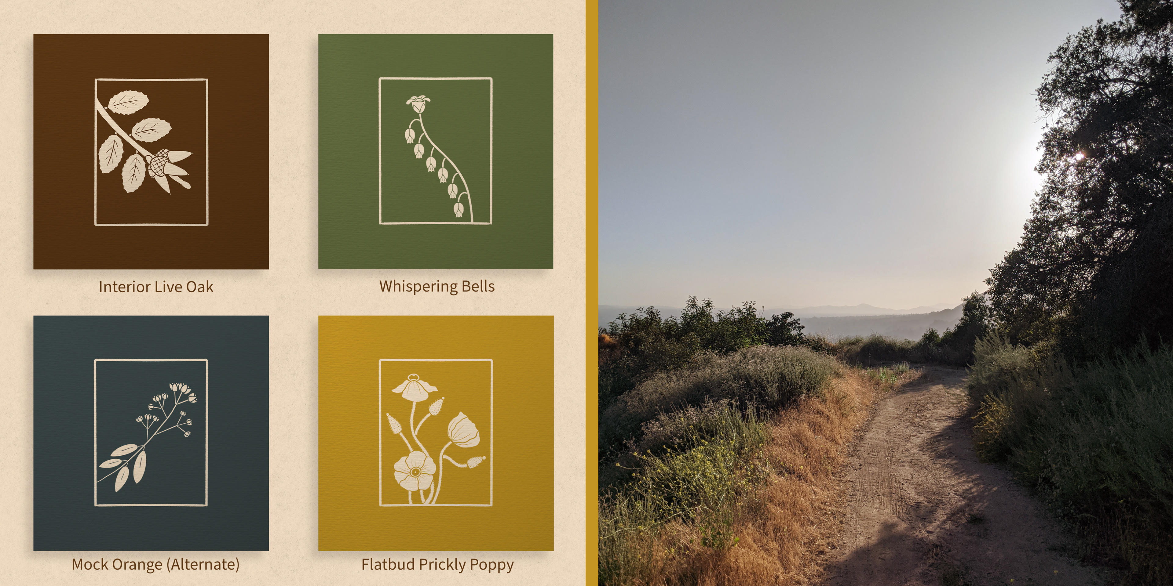 A rectangular image split down the middle with a gold bar. On the left side of the image are four illustrations set in a square grid. The images are square and feature a solid color background with some texture and an off white illustration of a particular plant. Here there is interior live oak, whispering bells, mock orange (alternative) and flatbud prickly poppy. On the right side of the image is a photograph of a hiking trail in the Los Angeles Forest taken by the artist.