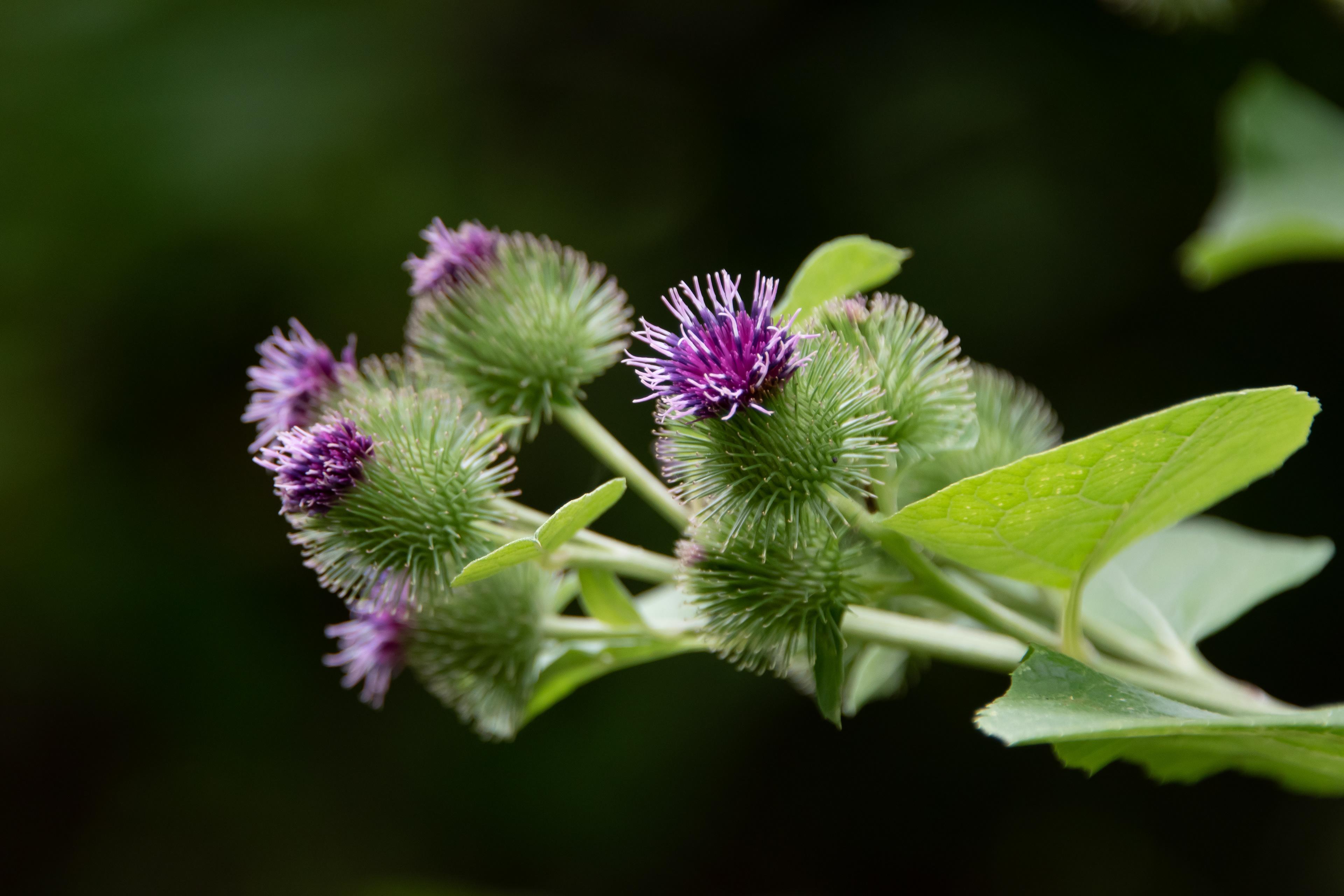 Thistle