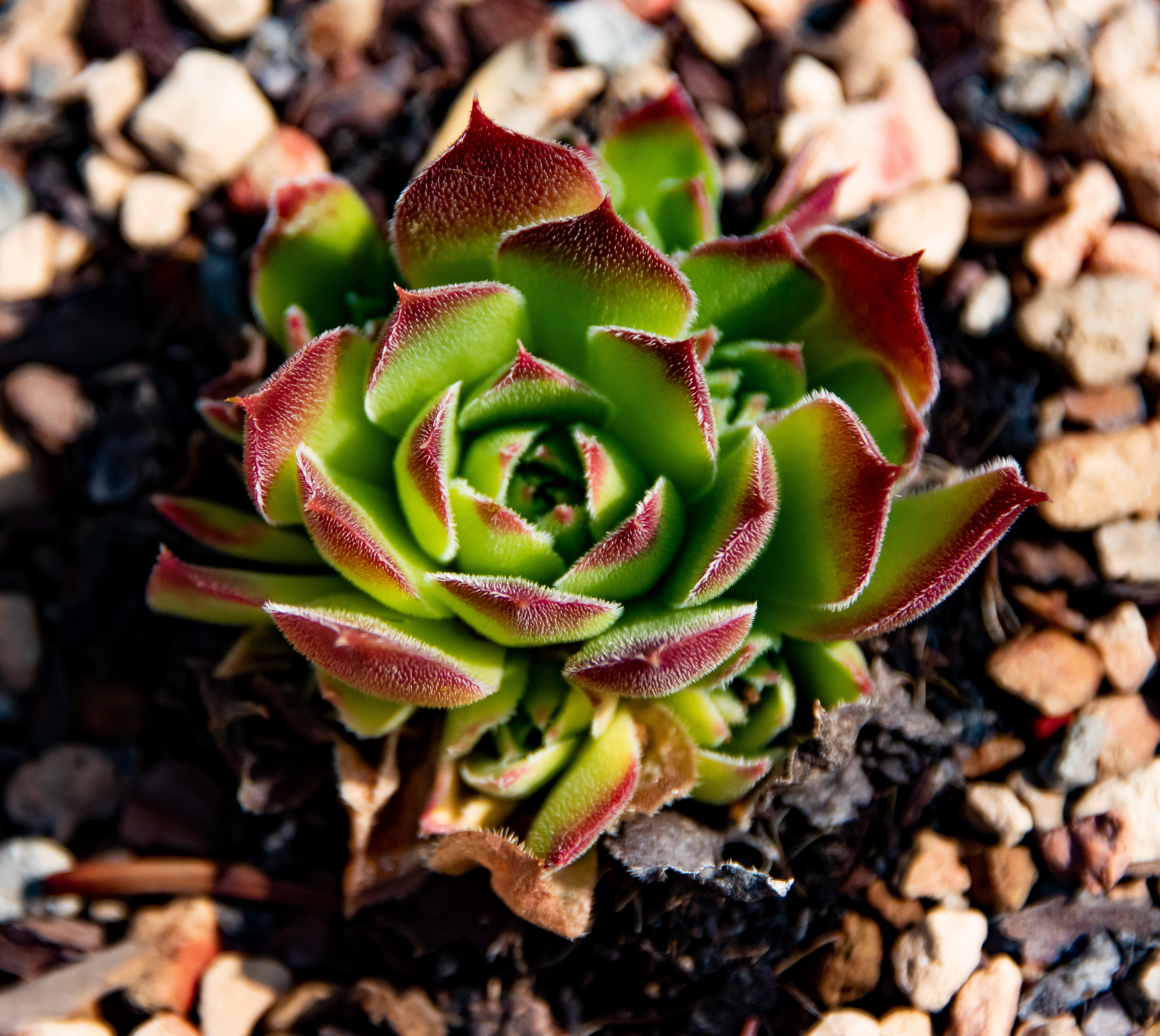 Sempervivum