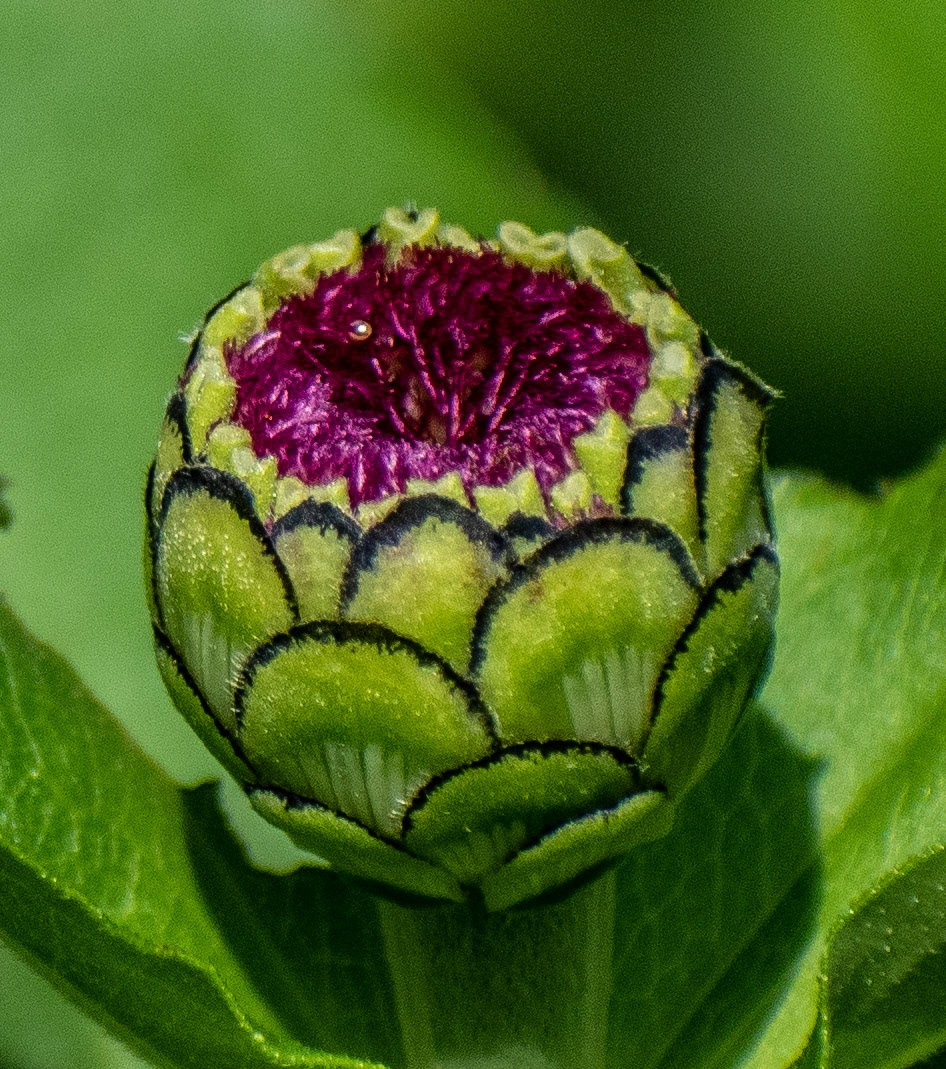 Zinnia