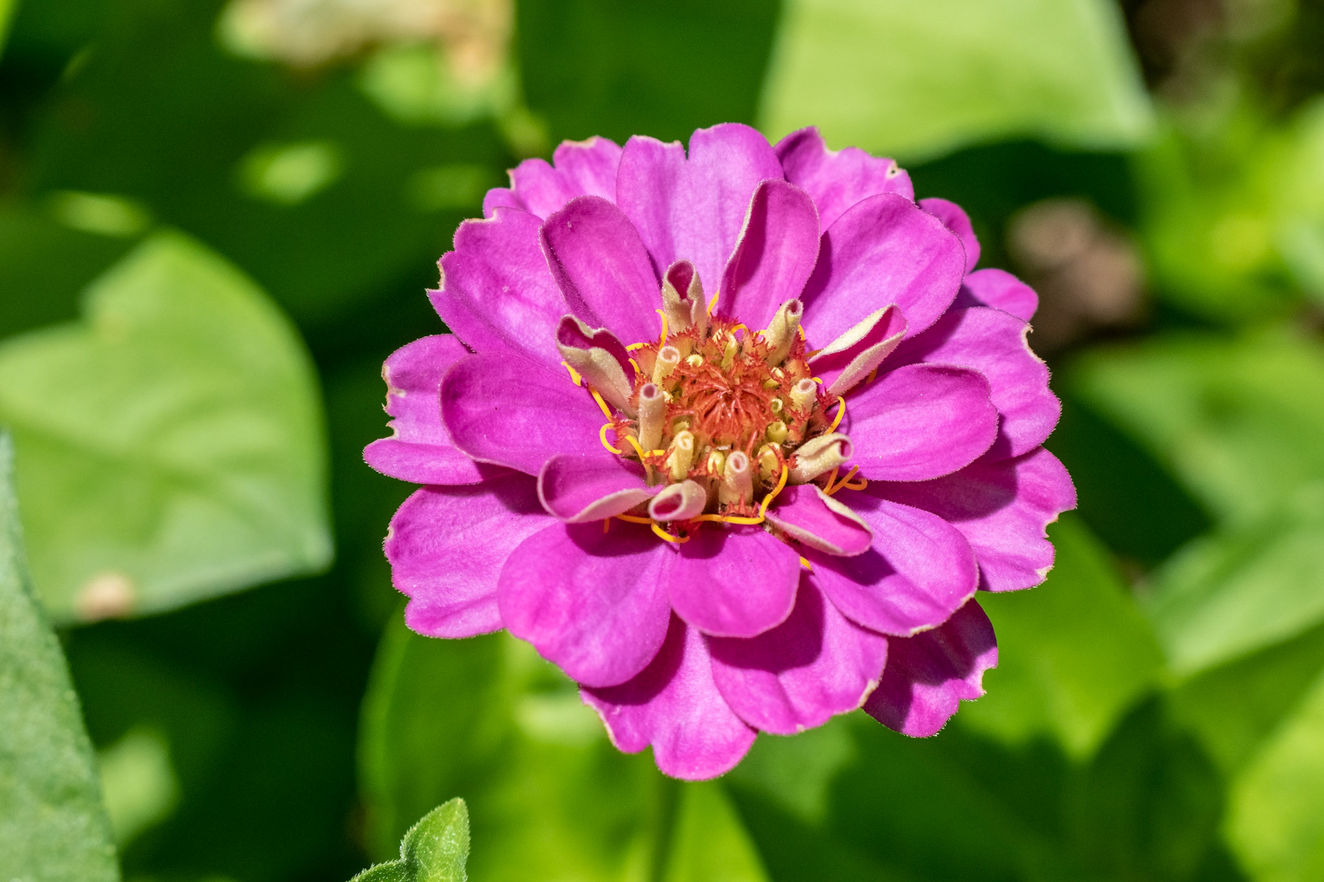 Zinnia