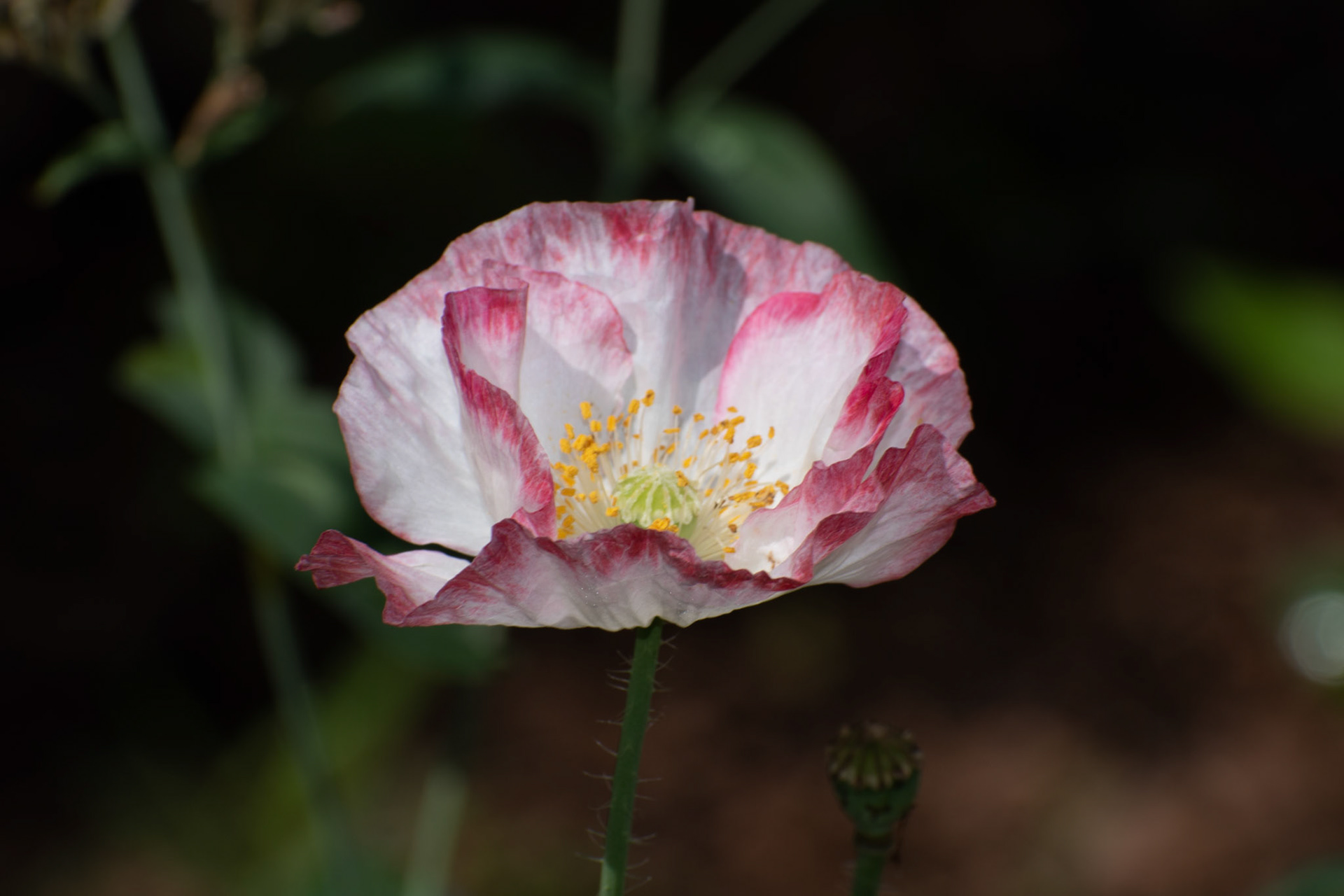 Poppy