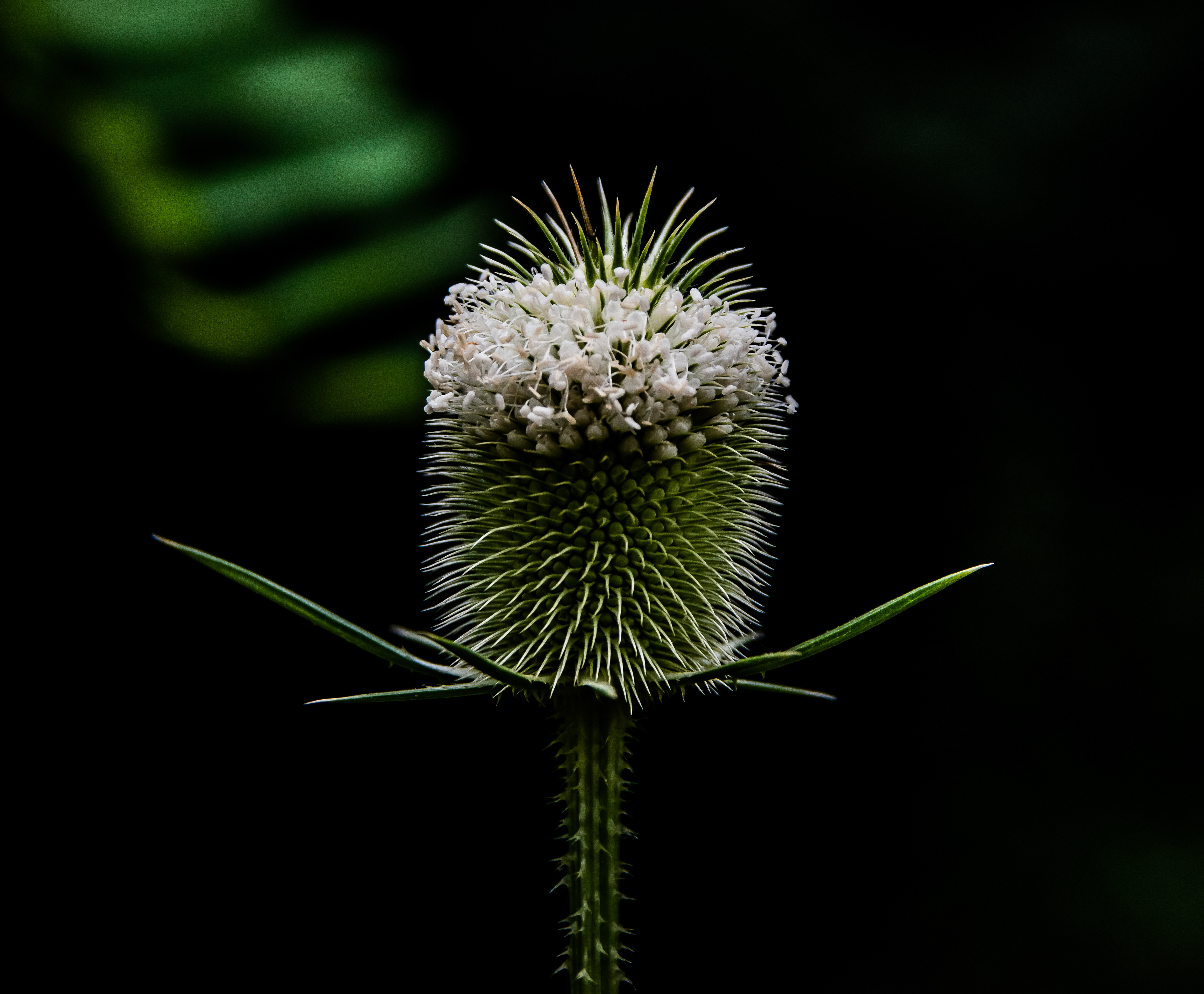 Thistle