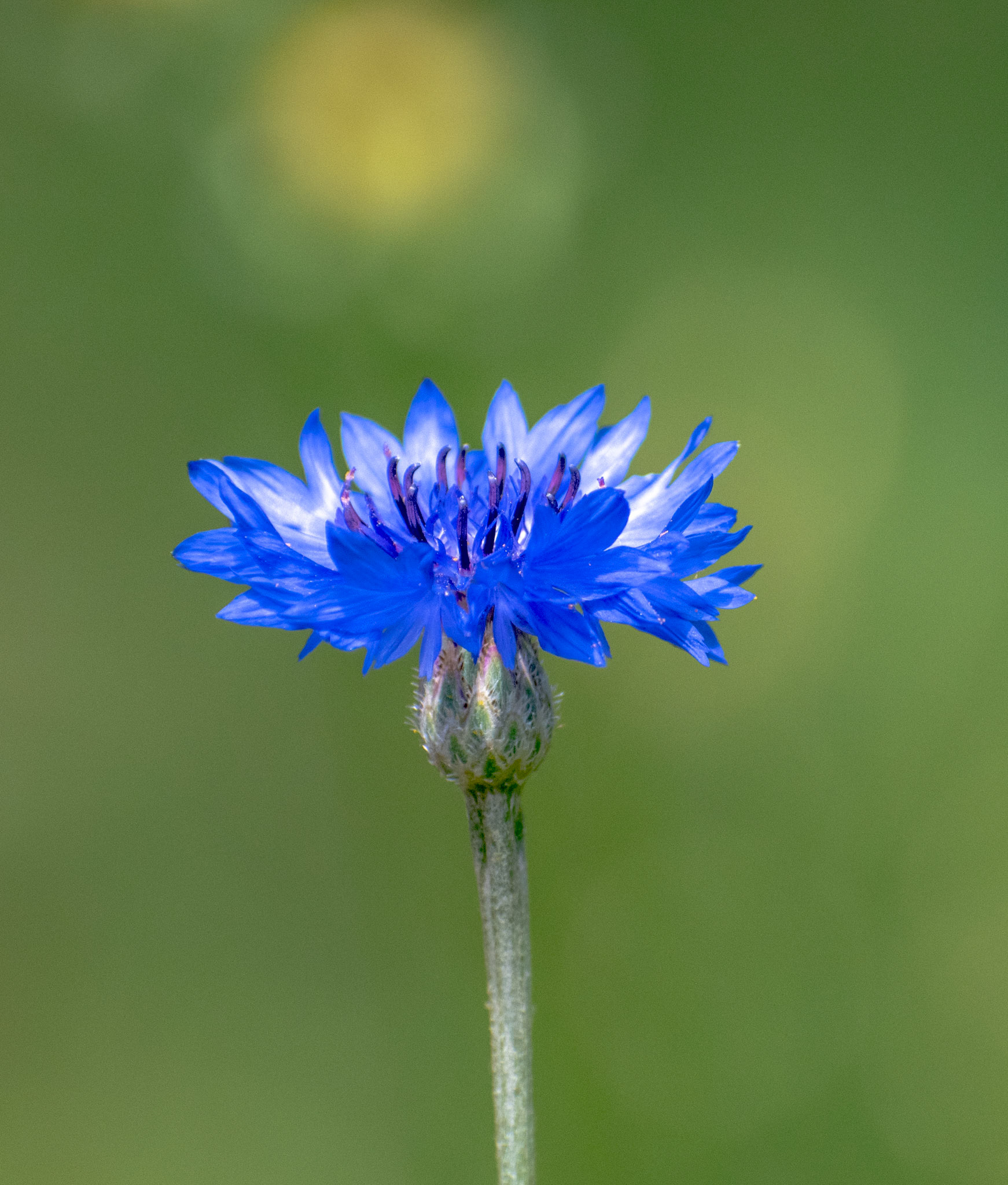 Bachelor's Button