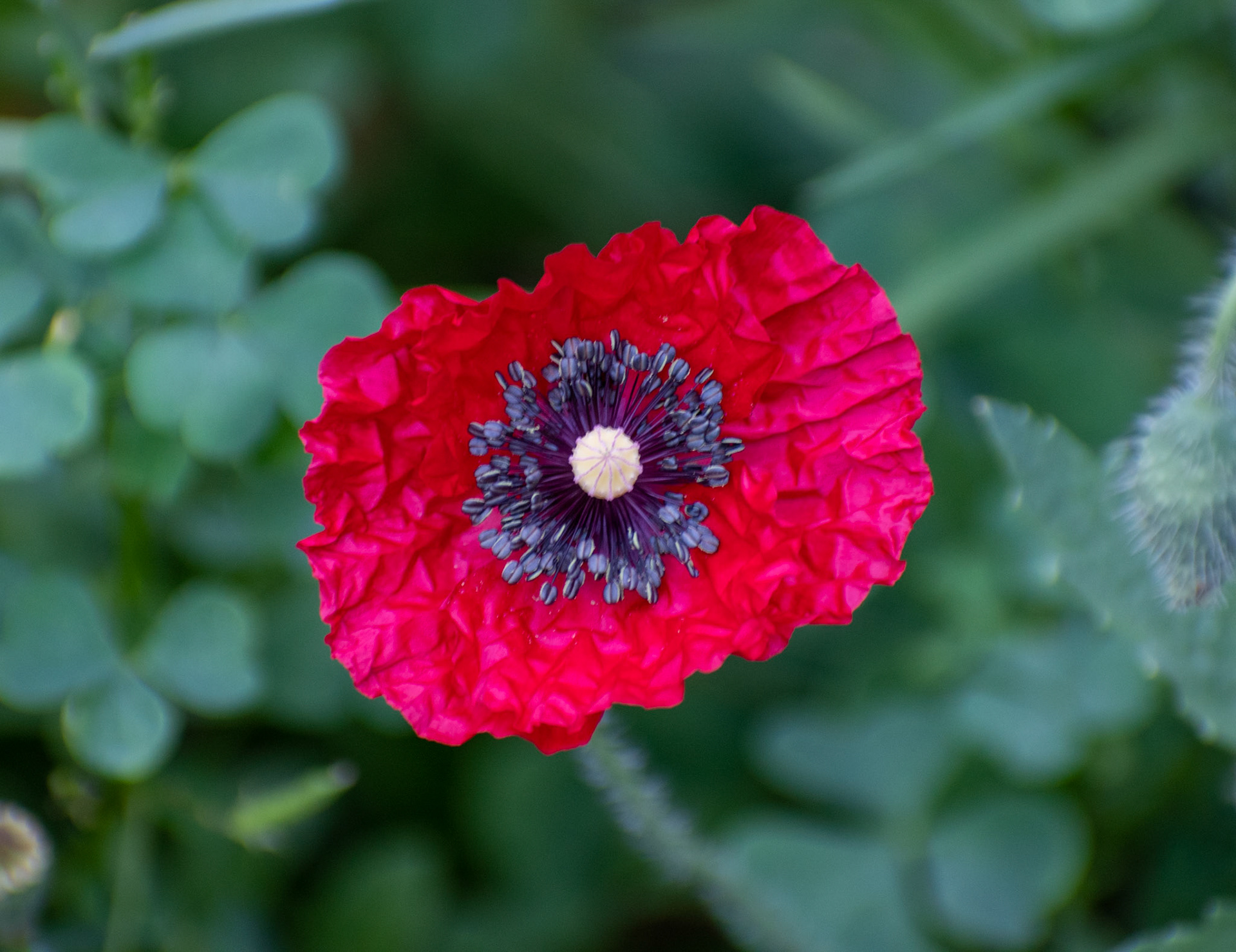 Poppy