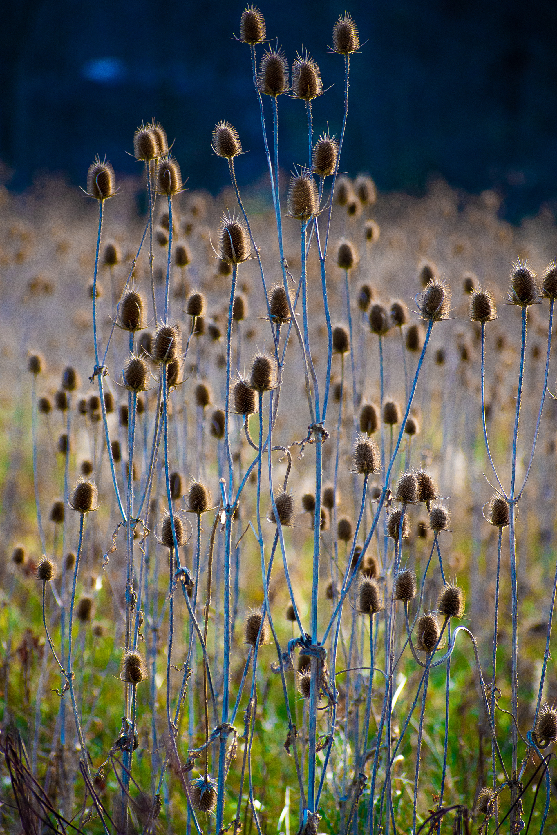 Teasel