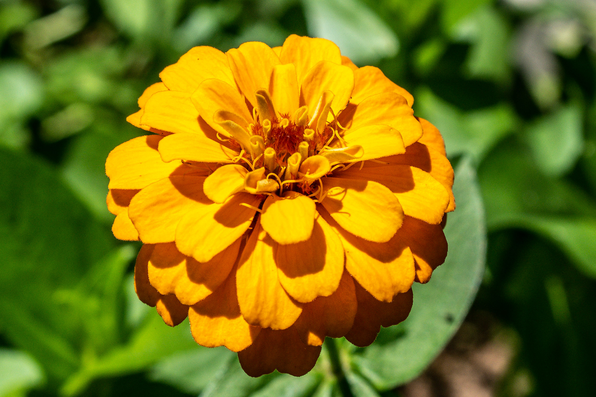 Zinnia