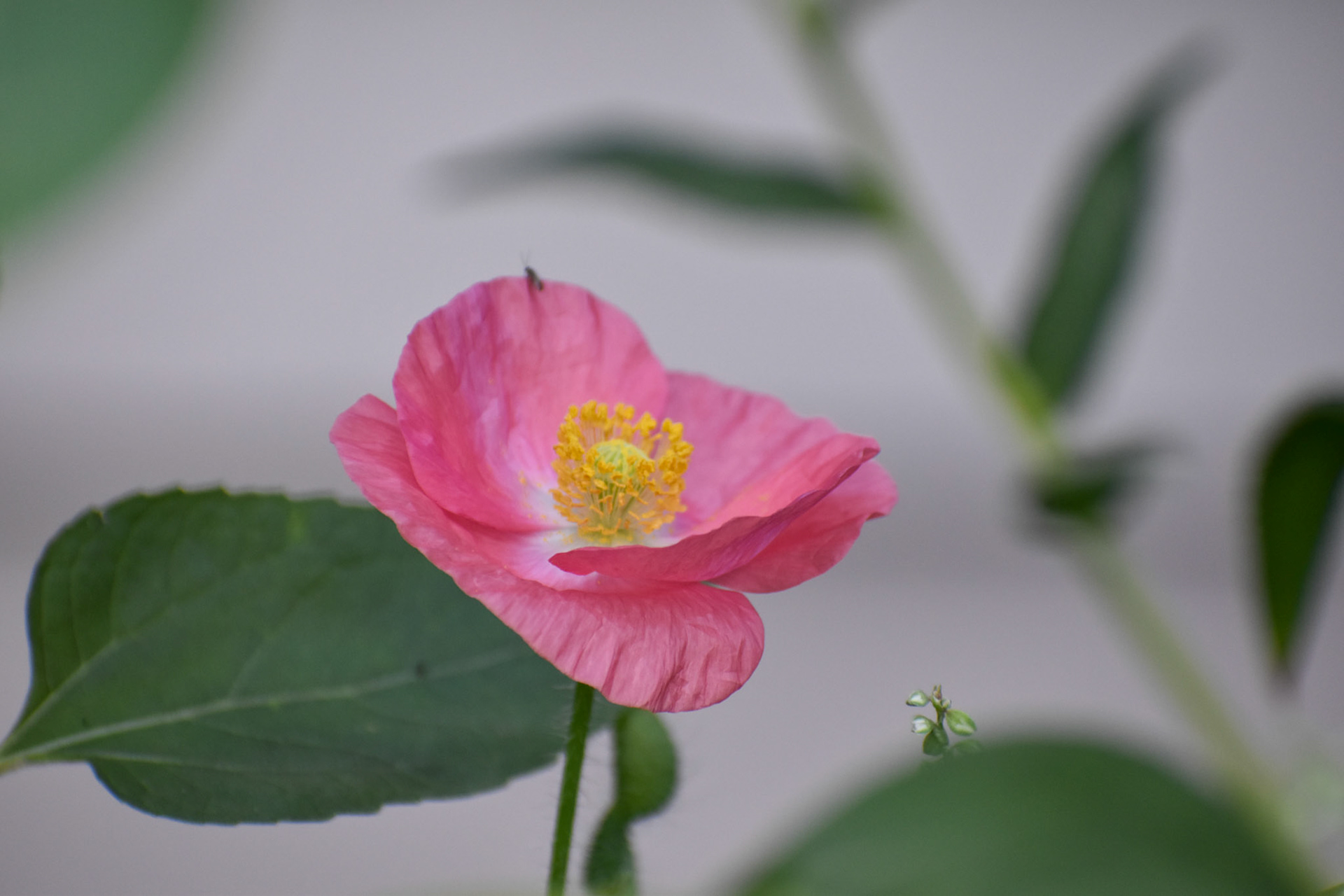 Poppy