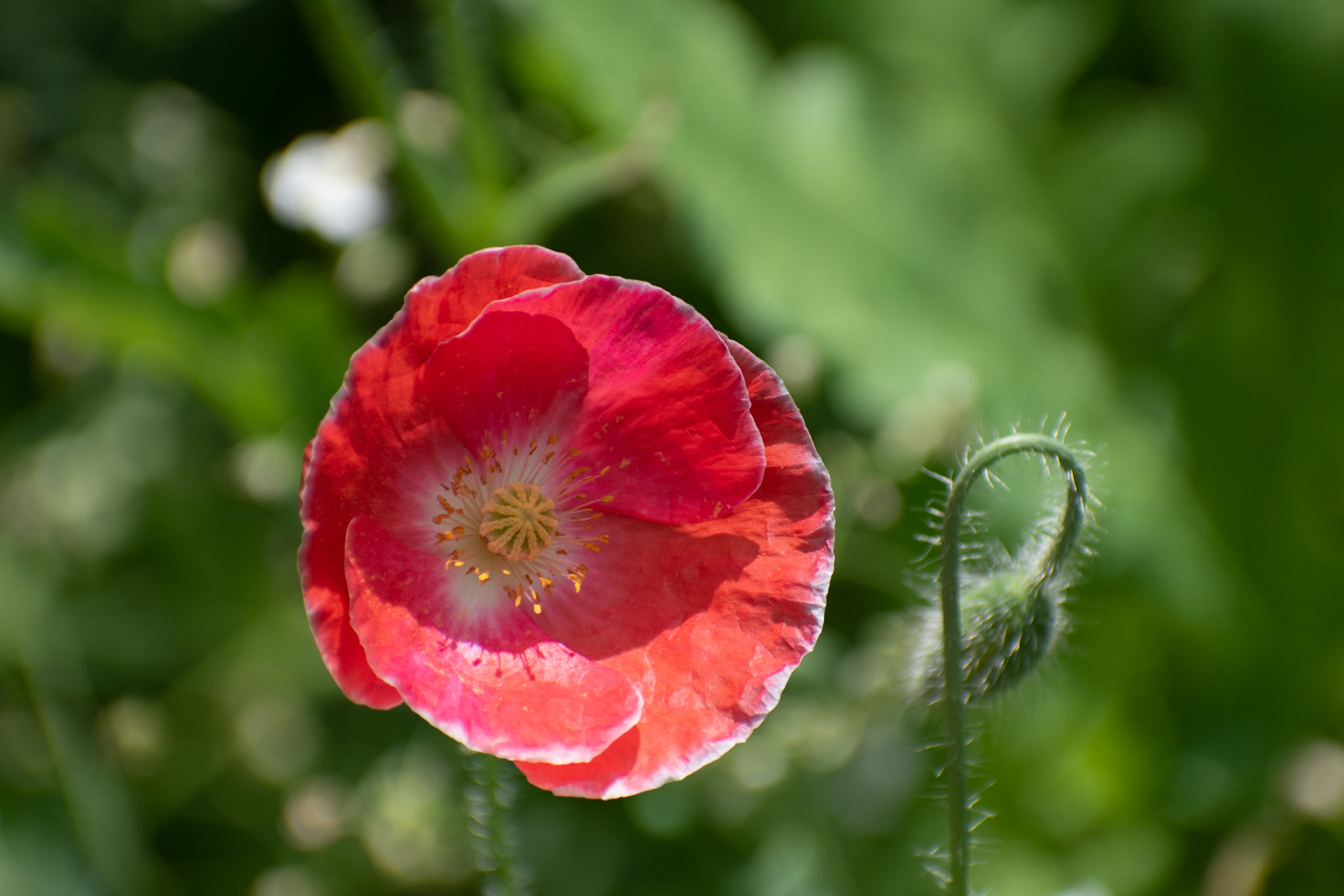 Poppy
