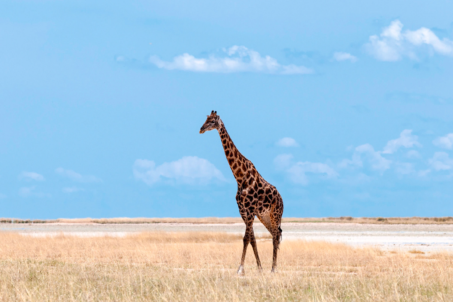 Giraffa camelopardalis