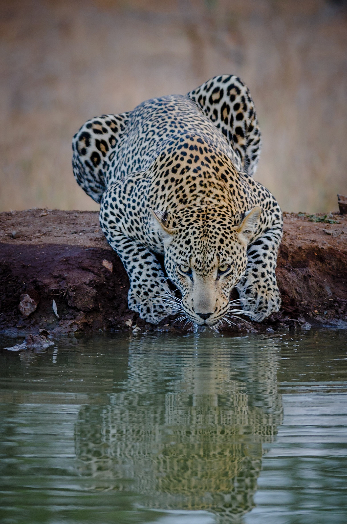 Panthera pardus, Mpumalanga, South Africa, 2014
