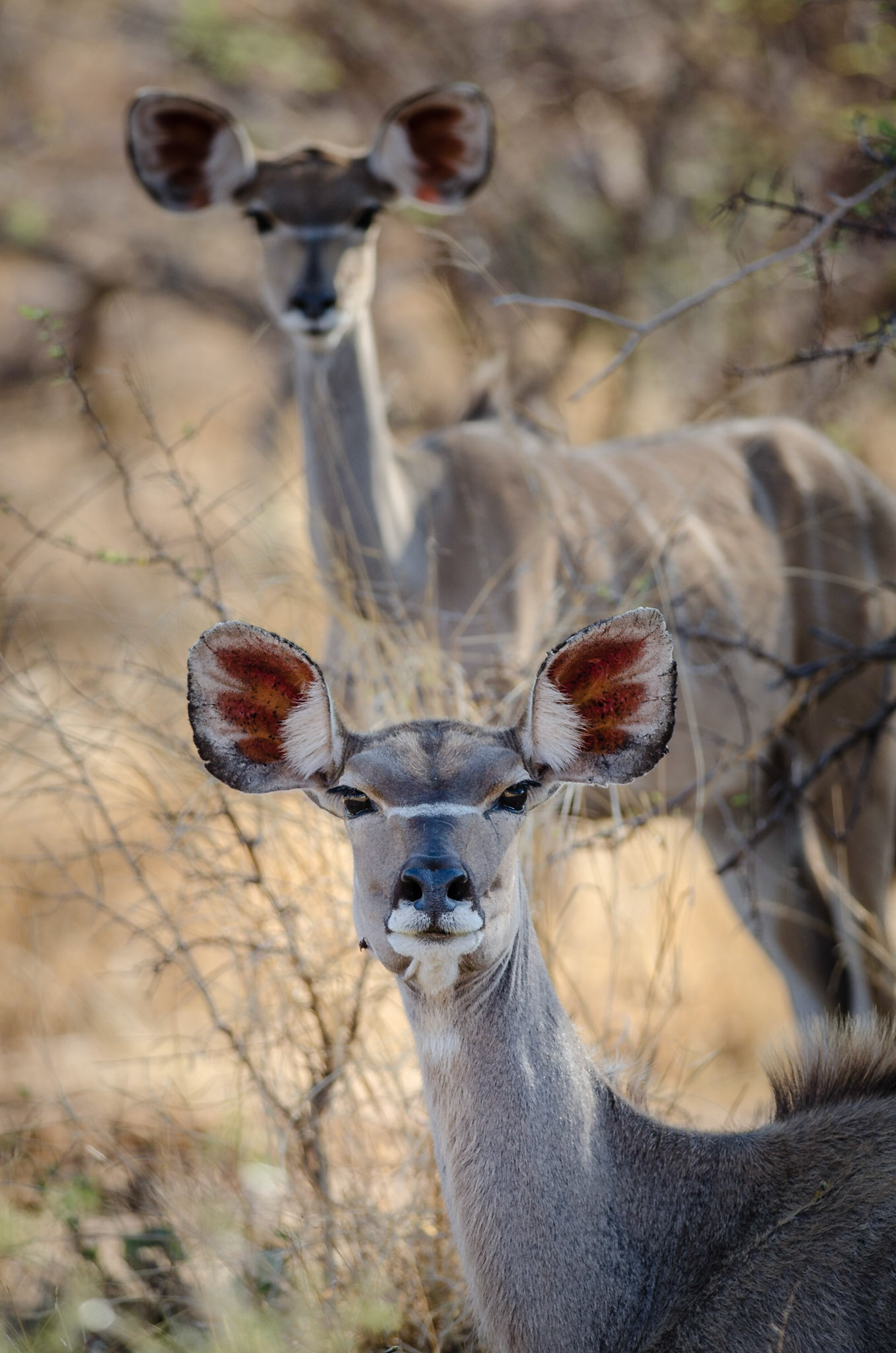 Tragelaphus strepsiceros, Mapungubwe National Park, South Africa, 2014