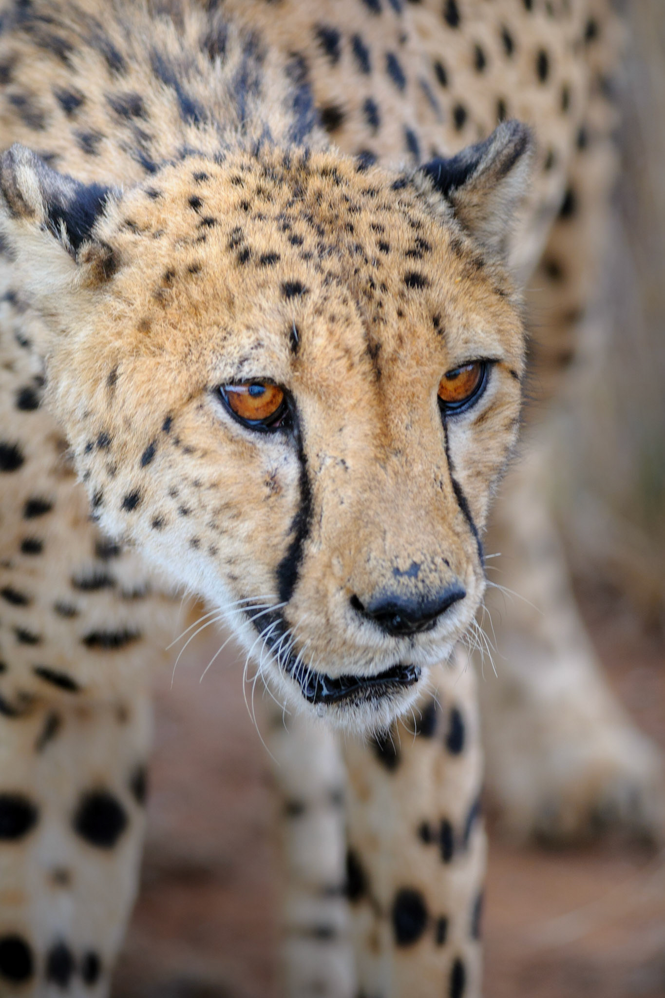 Acinonyx jubatus